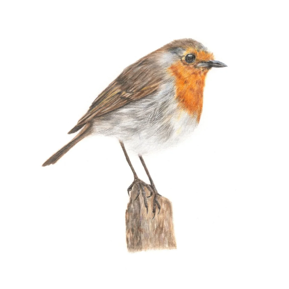 ROBIN STUDY