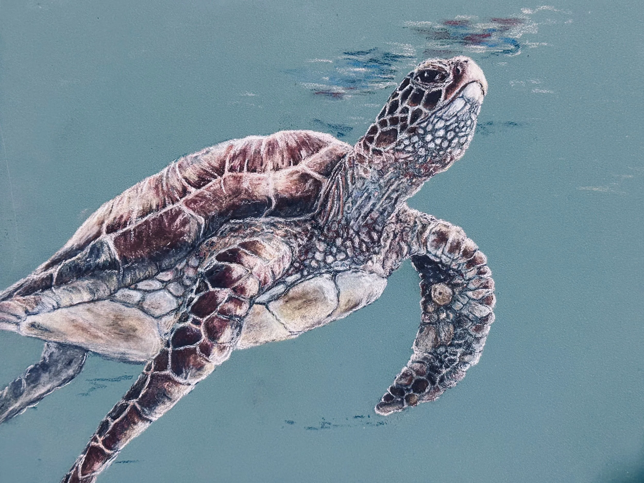 FLOATING SERENITY - TURTLE