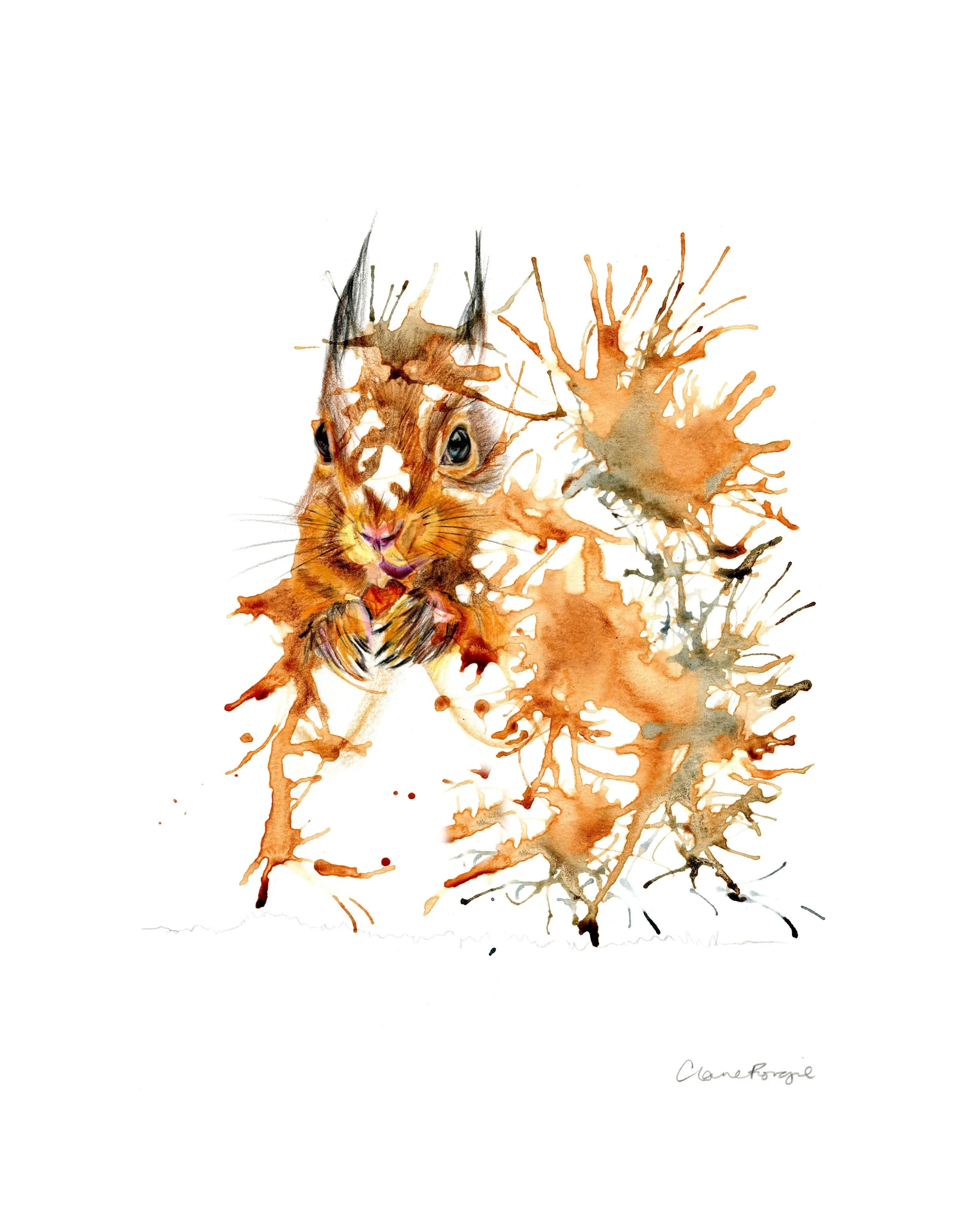 RED SQUIRREL
