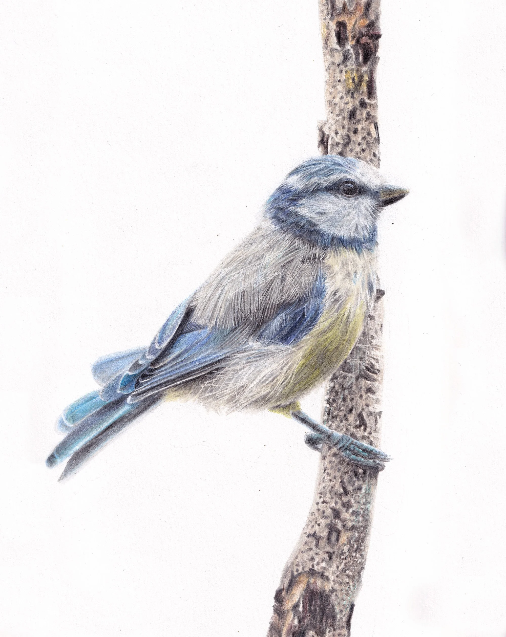 BLUE TIT