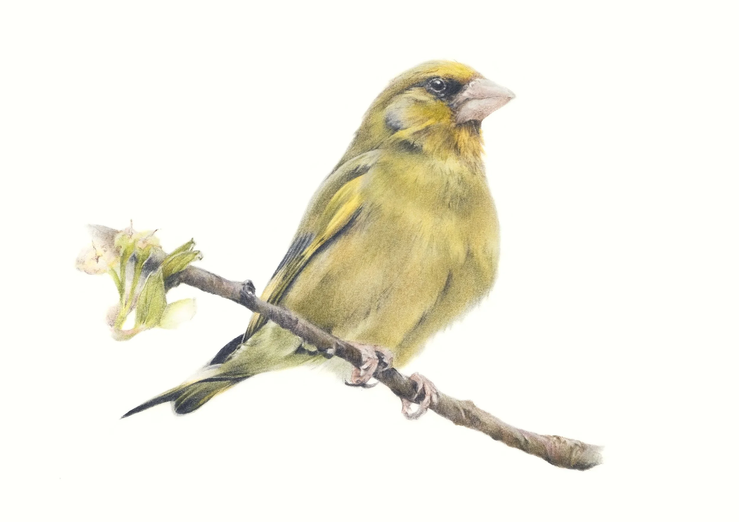 GREENFINCH