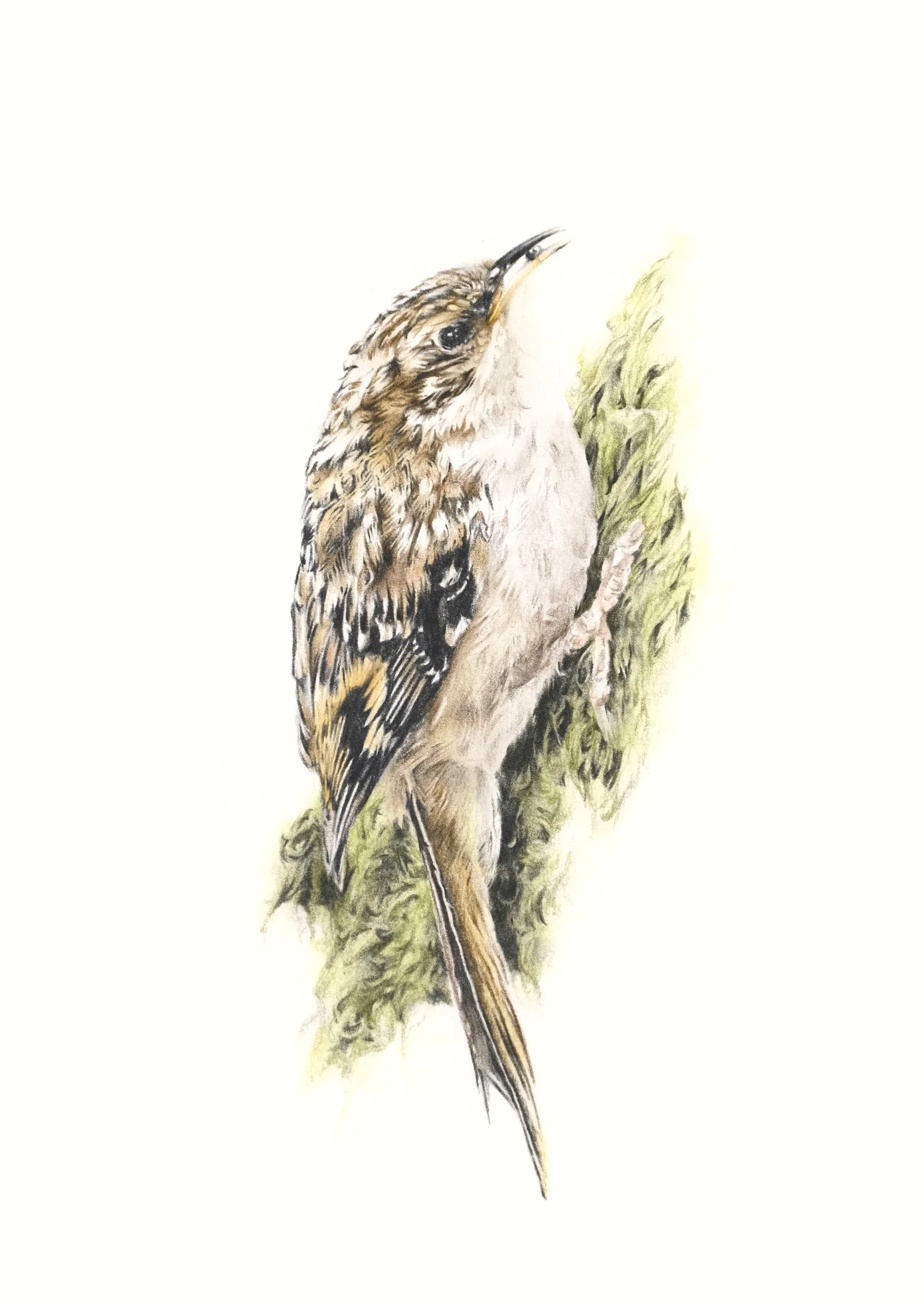 TREECREEPER