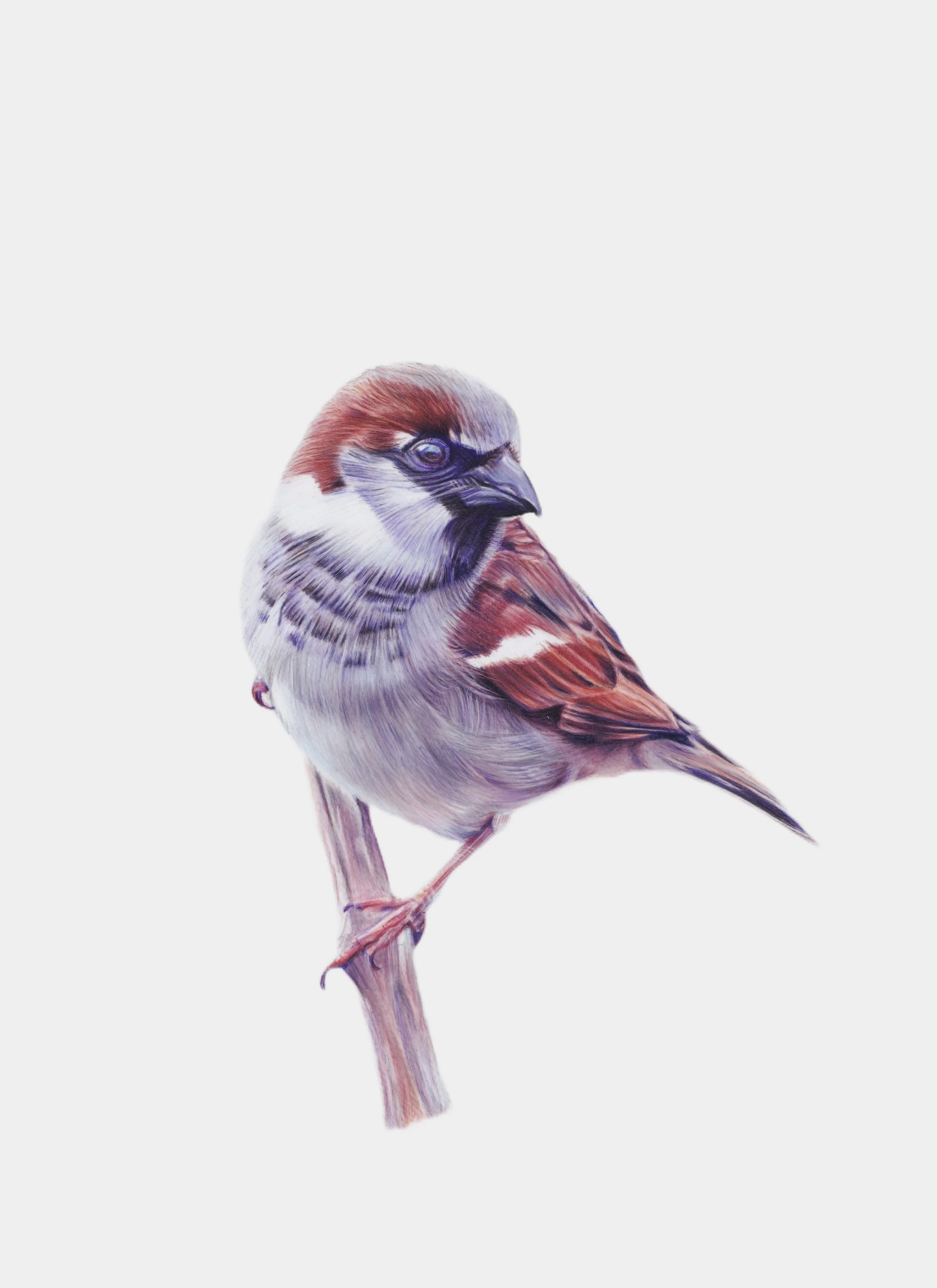 MALE SPARROW