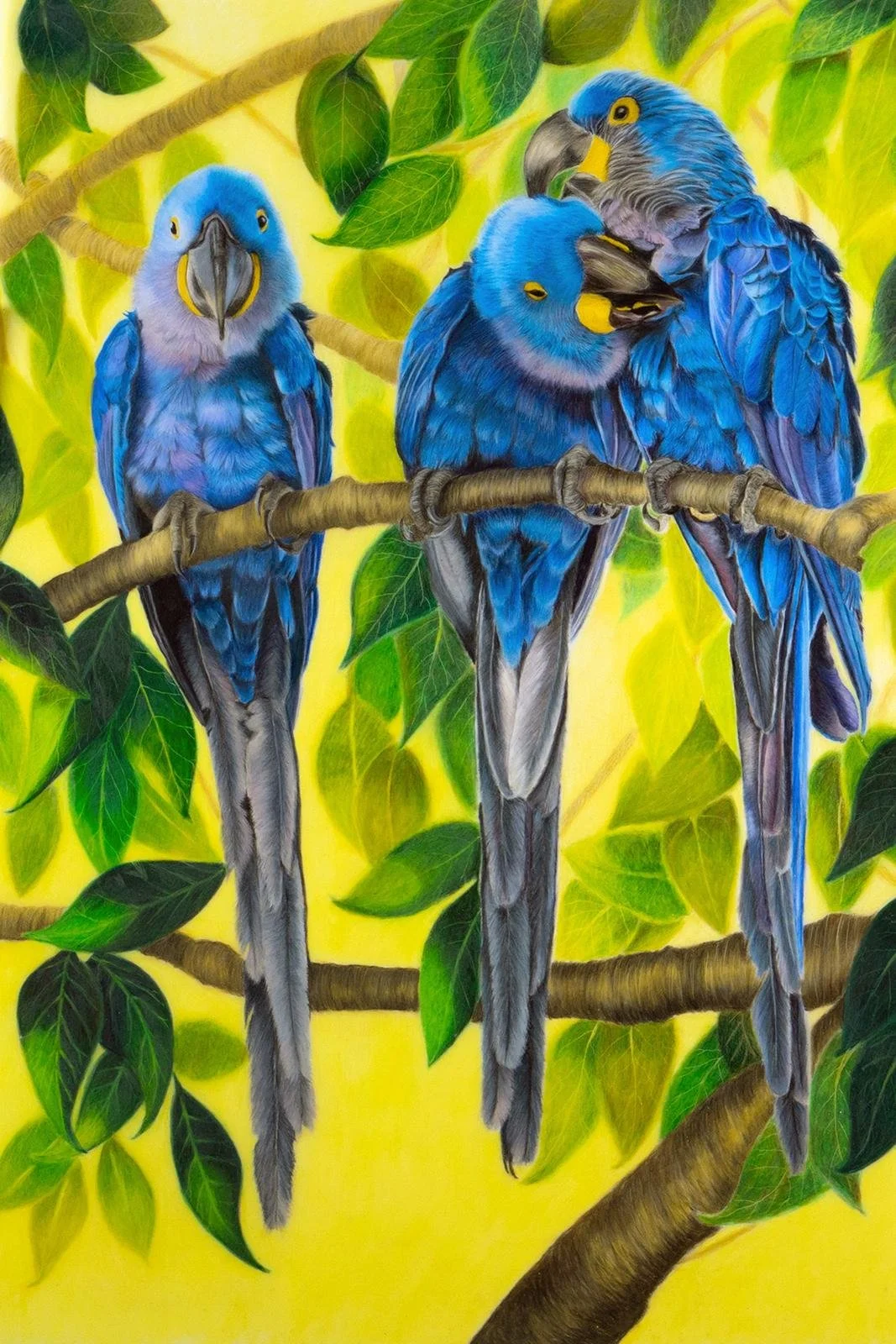 HYACINTH MACAWS