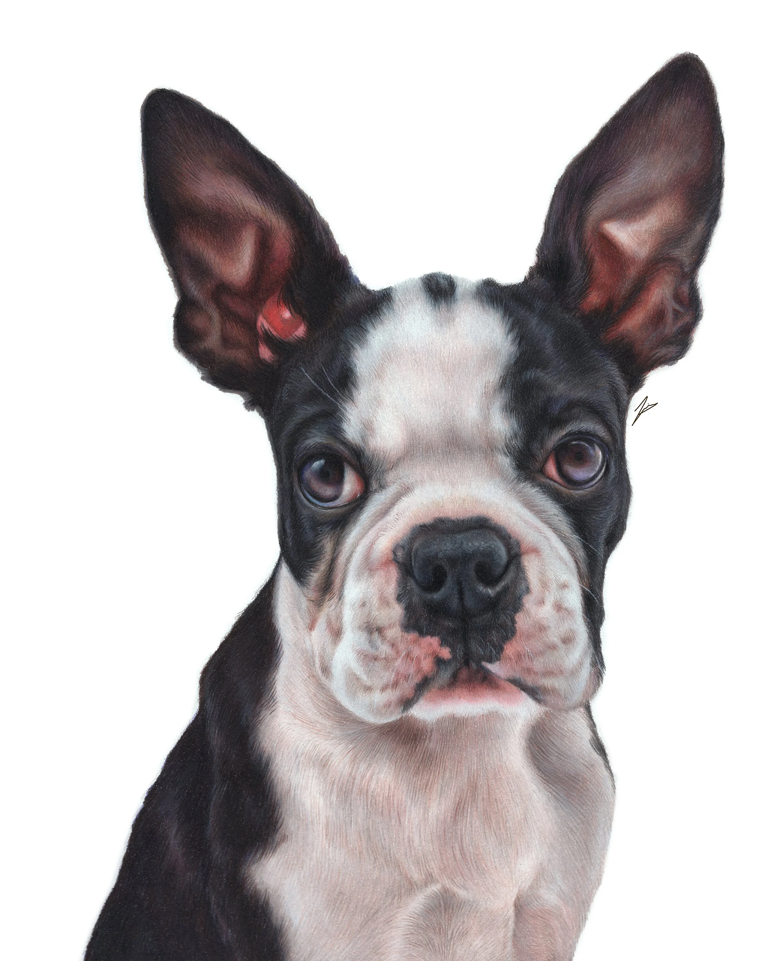 BOSTON TERRIER