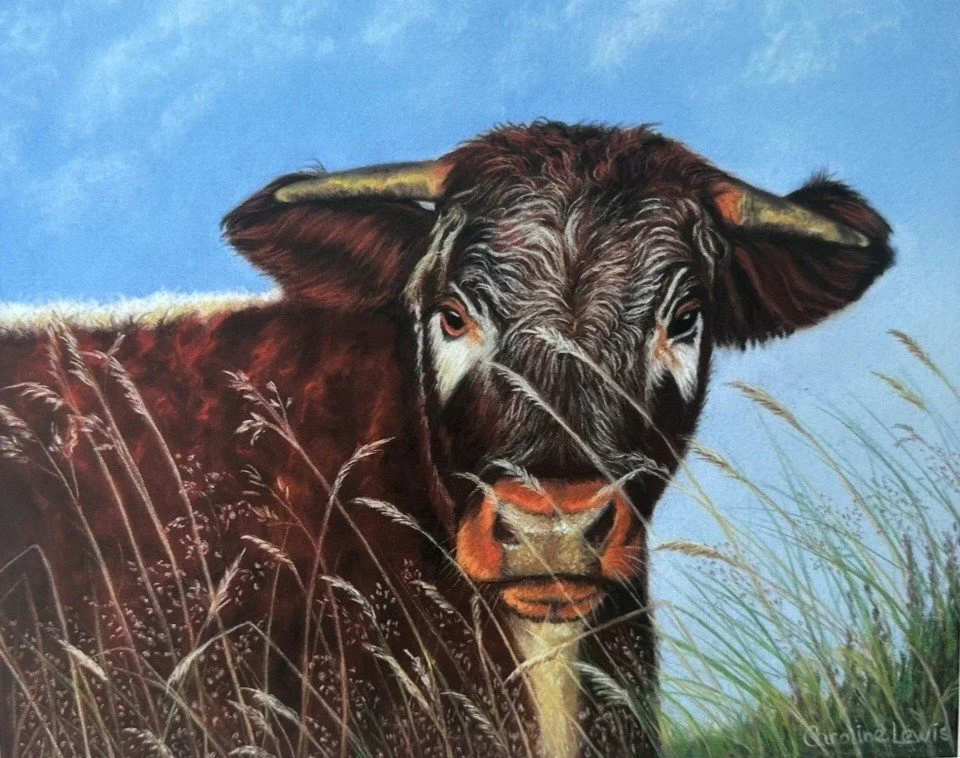 LONGHORN OF SKIPWORTH COMMON