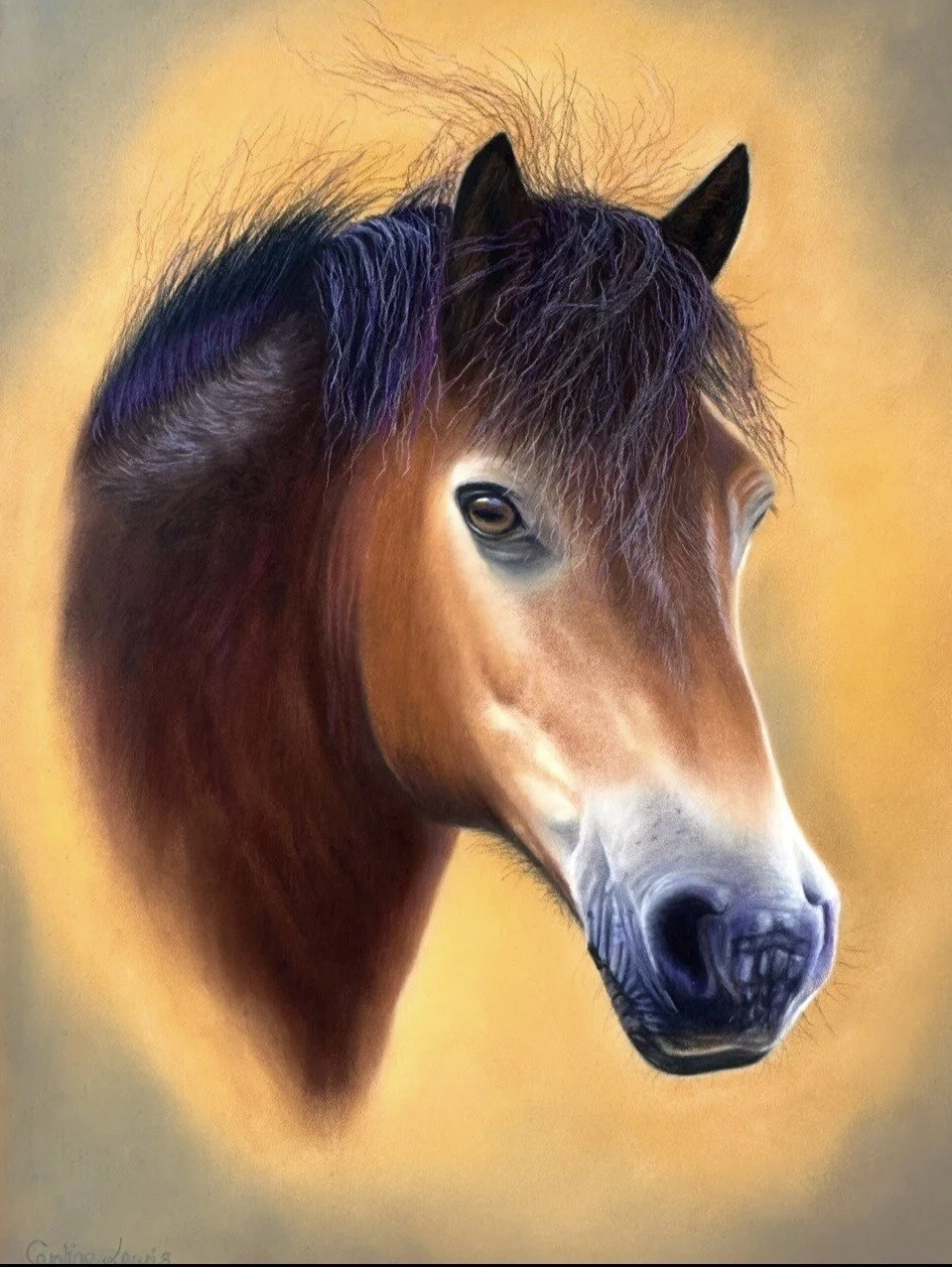 WILD EXMOOR PONY