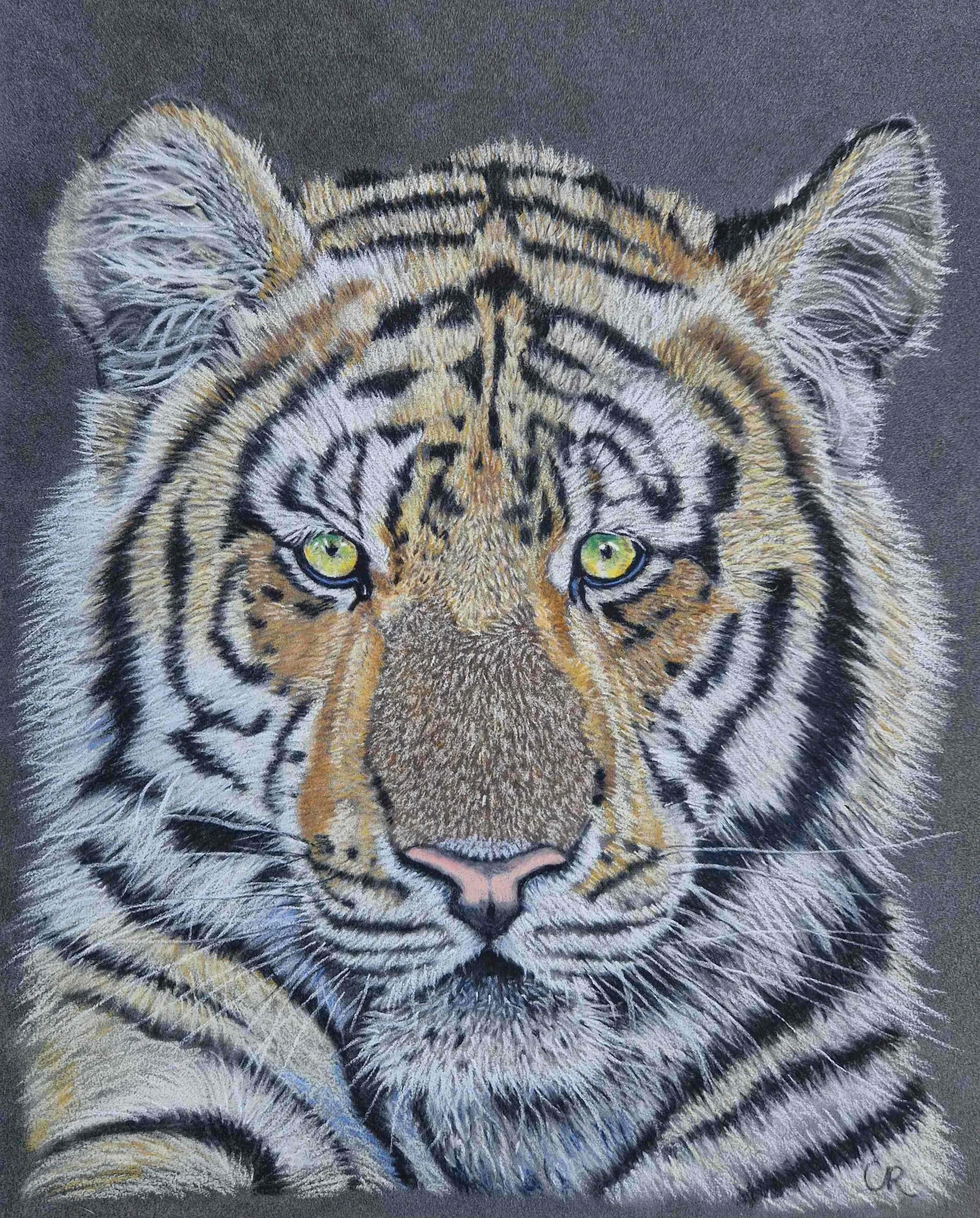 TIGERS GAZE