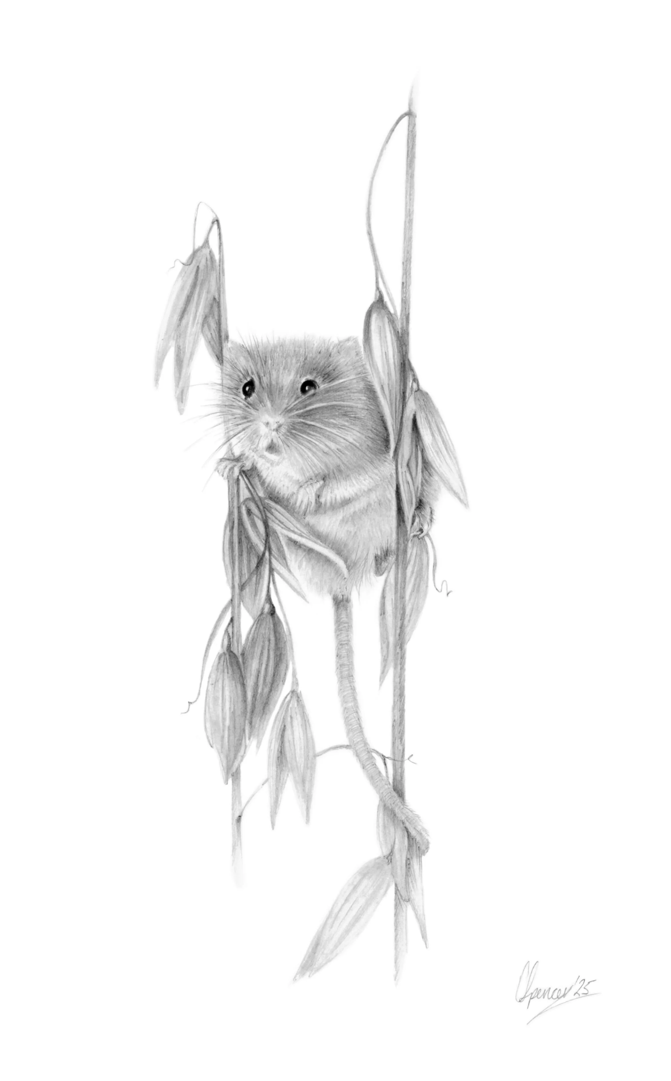 HARVEST MOUSE