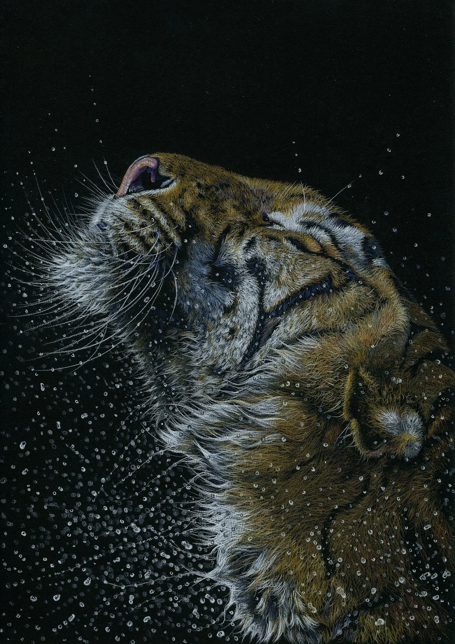 SPLASH II