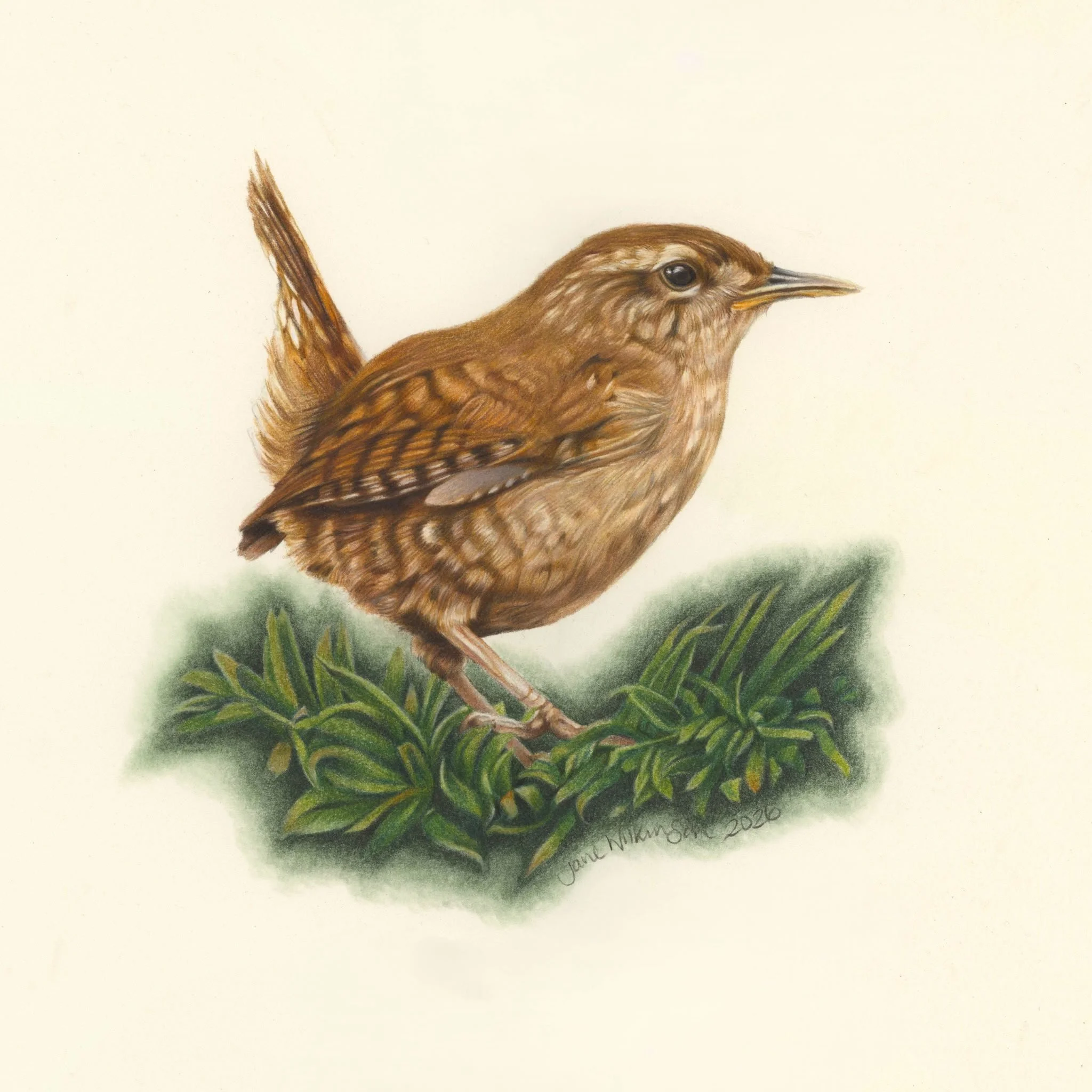 JENNY WREN