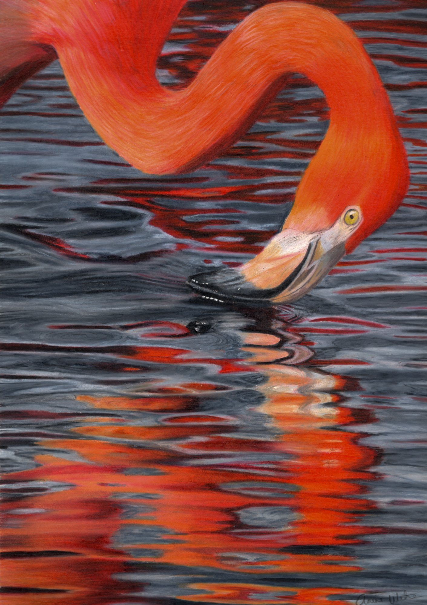 FLAMINGO REFLECTIONS