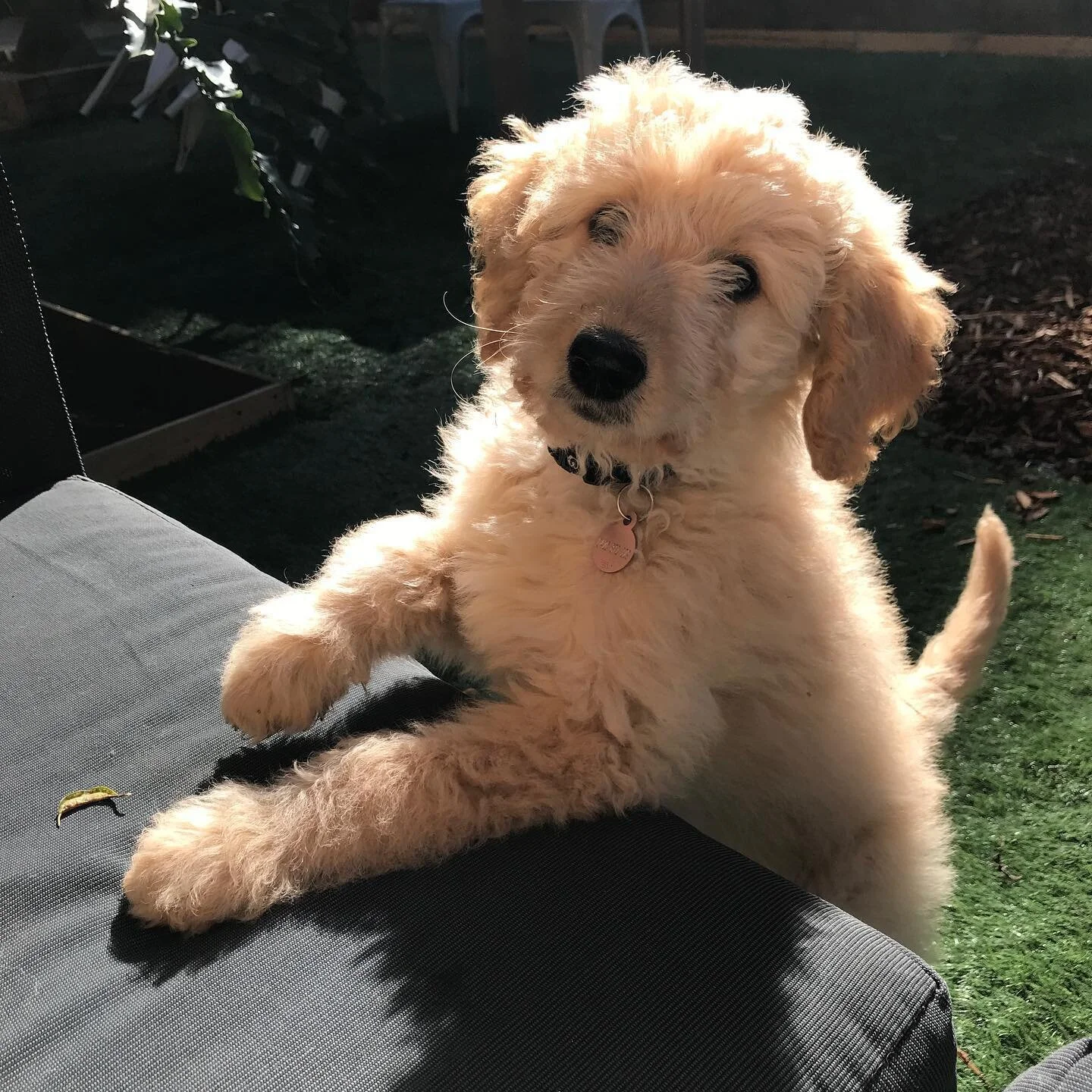 Meet my new girl Holliday.  12 weeks old this weekend.  Guaranteed to steal your heart as well as your socks. ❤️ #Hollidaythegroodle