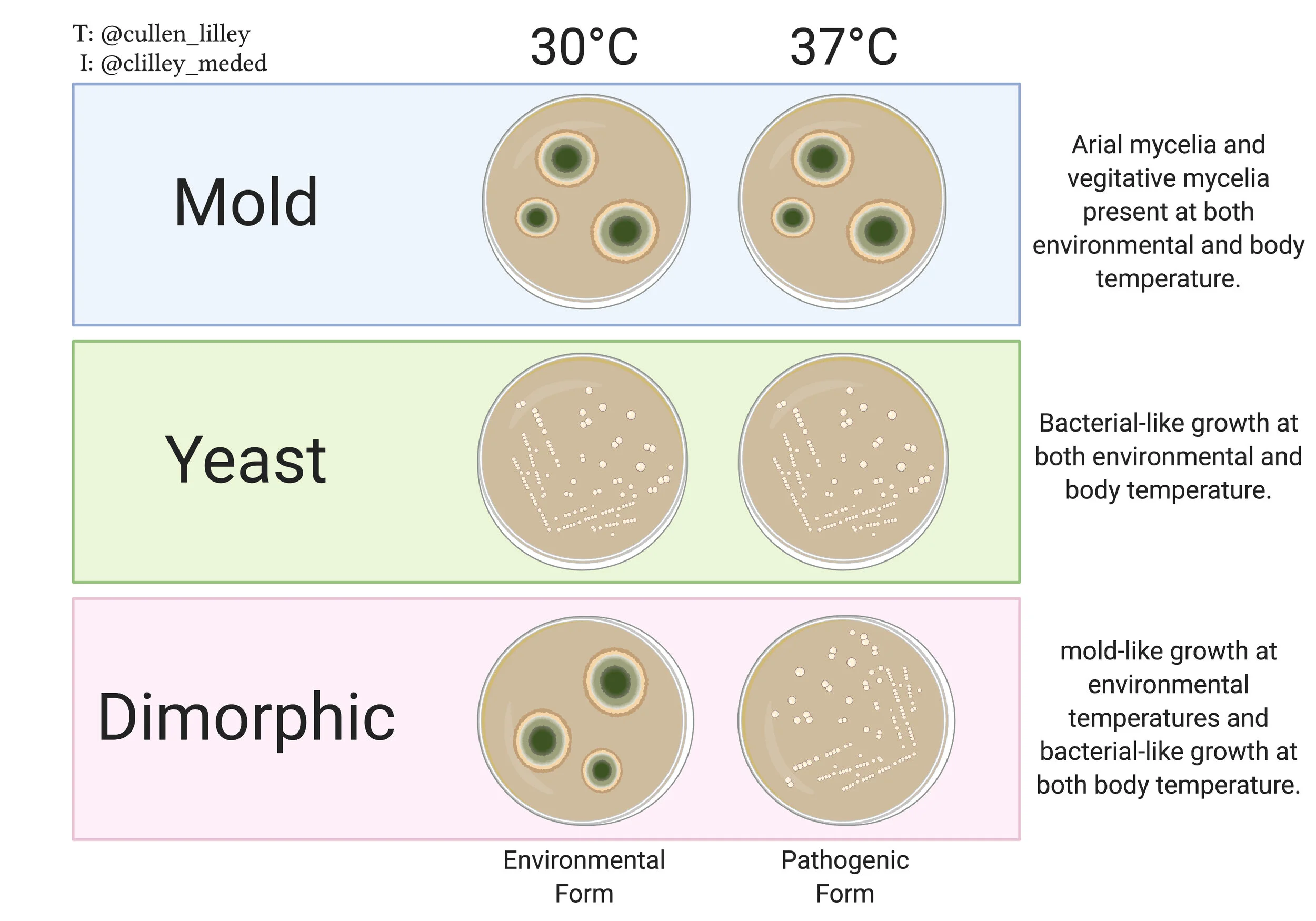 Fungi: Growth Patterns and Dimorphism