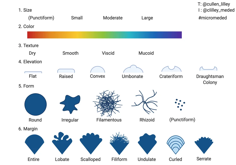 Bacterial Colony Morphologies! — PathElective