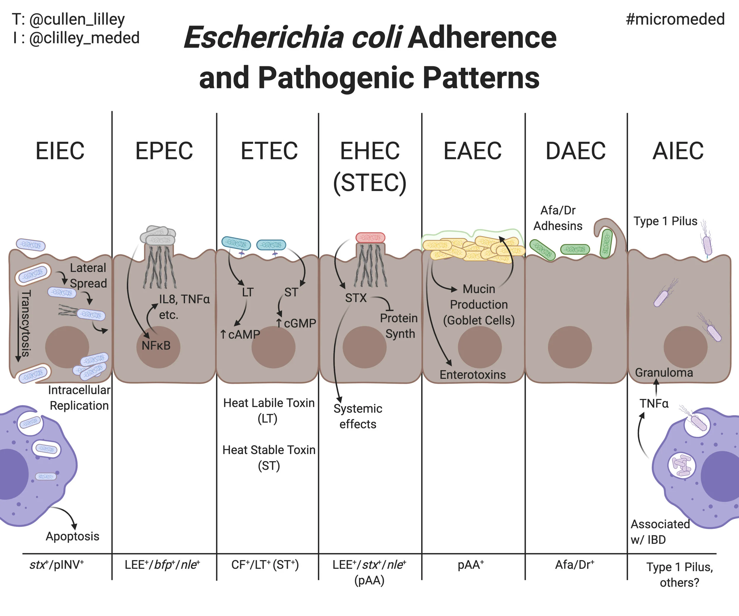 Special Edition: Pathogenicity and Adherence Patterns of Escherichia coli</em>