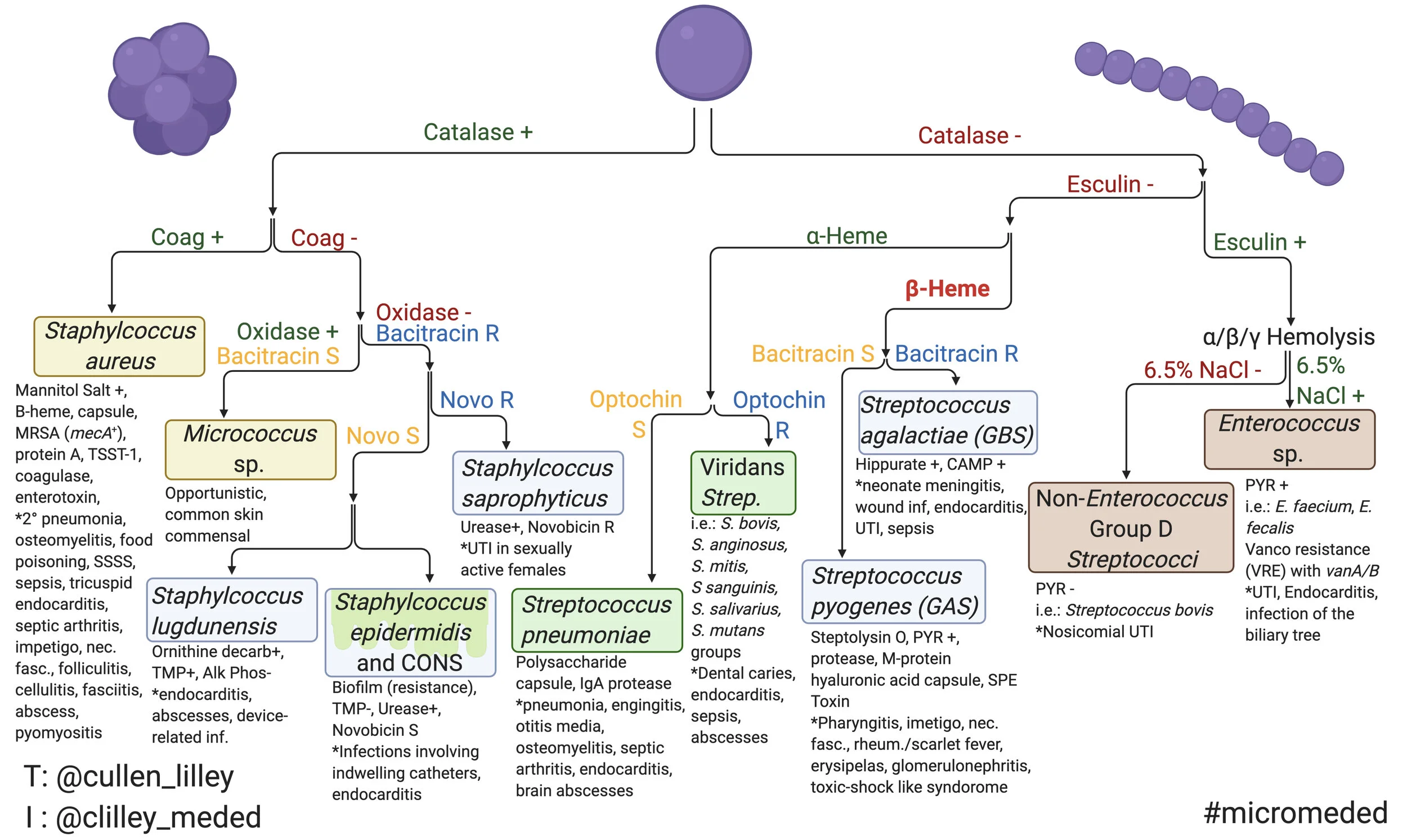 Gram Positive Cocci