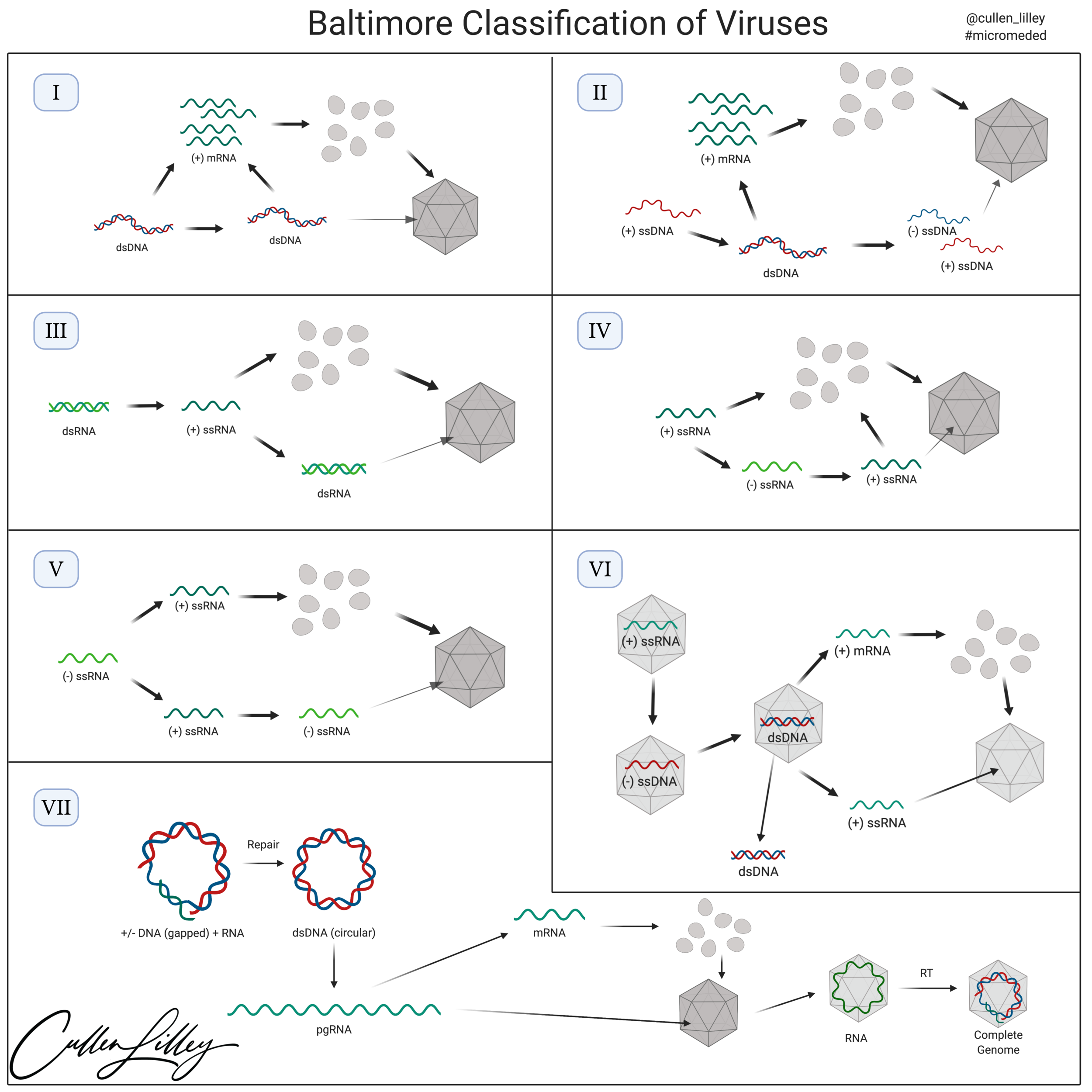 The Baltimore Classification Of Viruses PathElective The Baltimore Classification Of Viruses PathElective