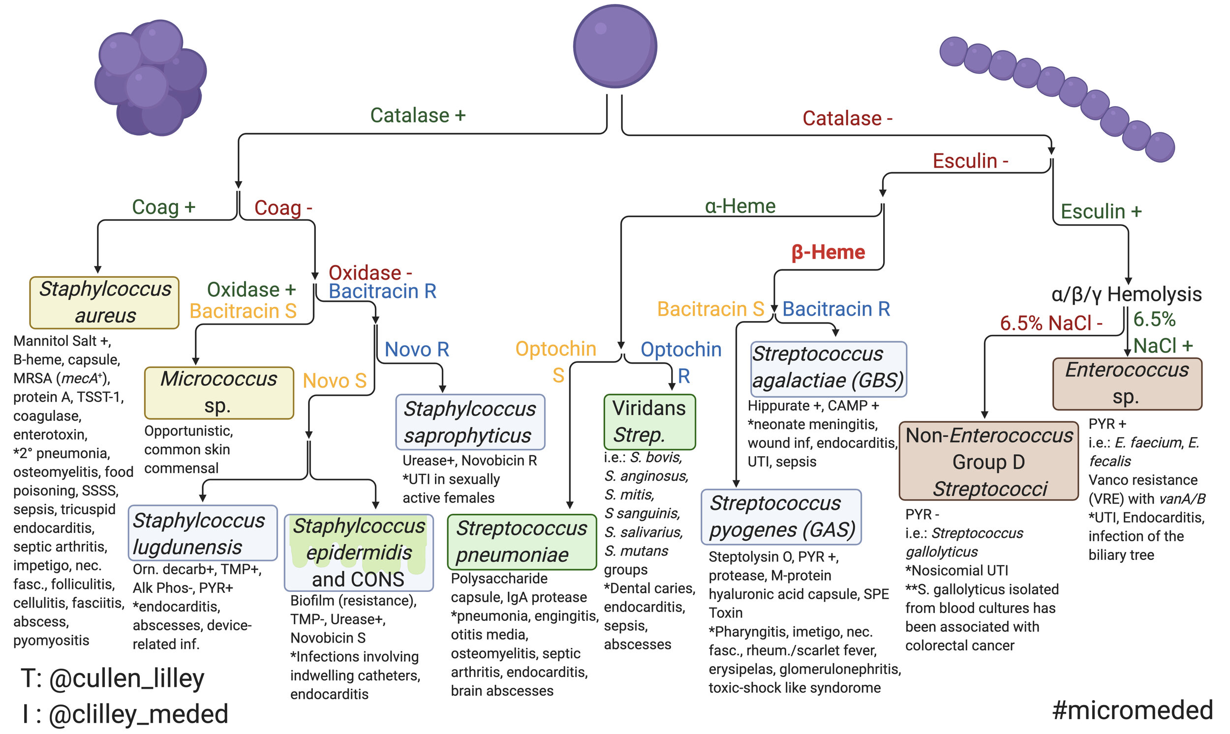 Classification Of Bacteria Chart