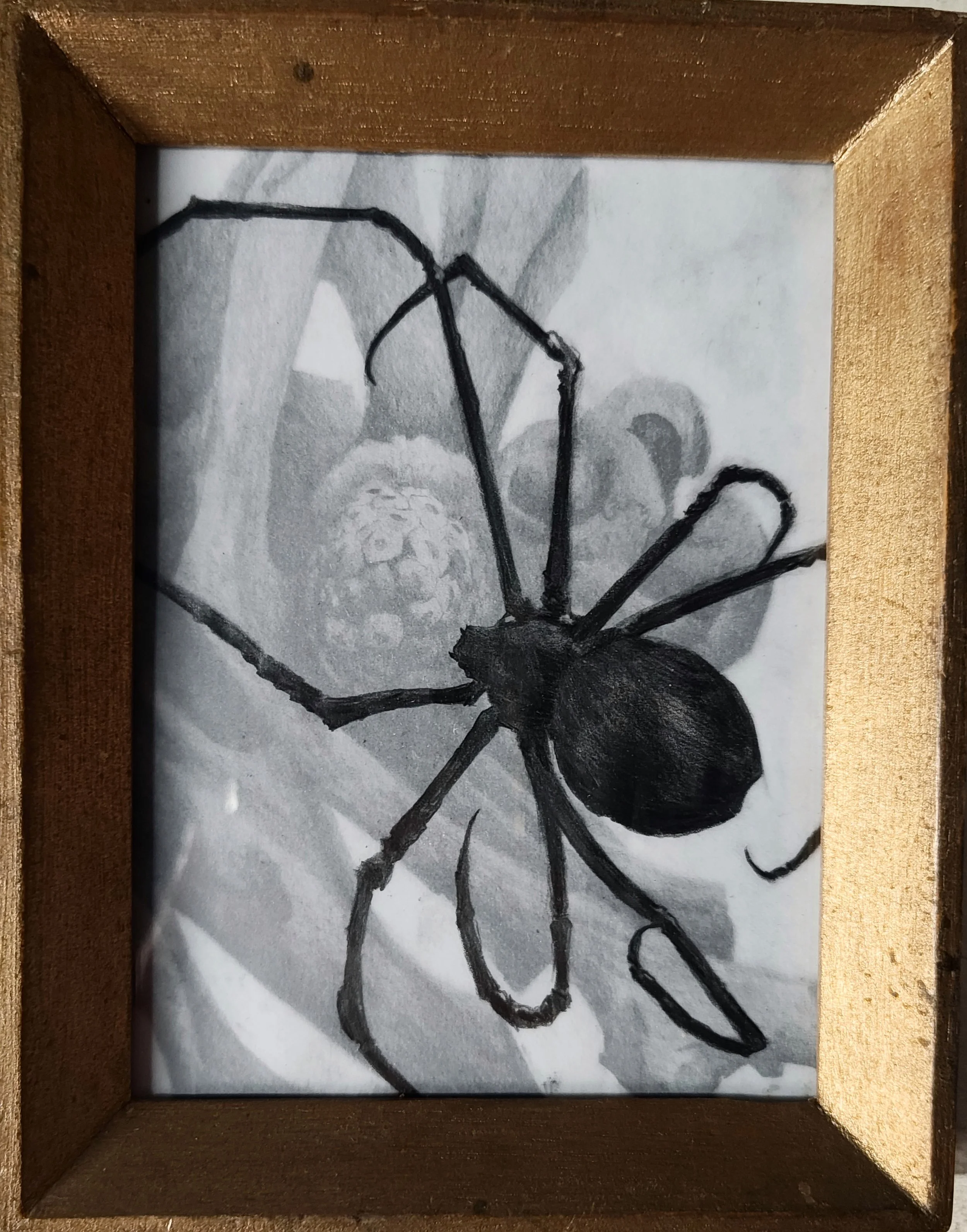 Spider Study II.JPG