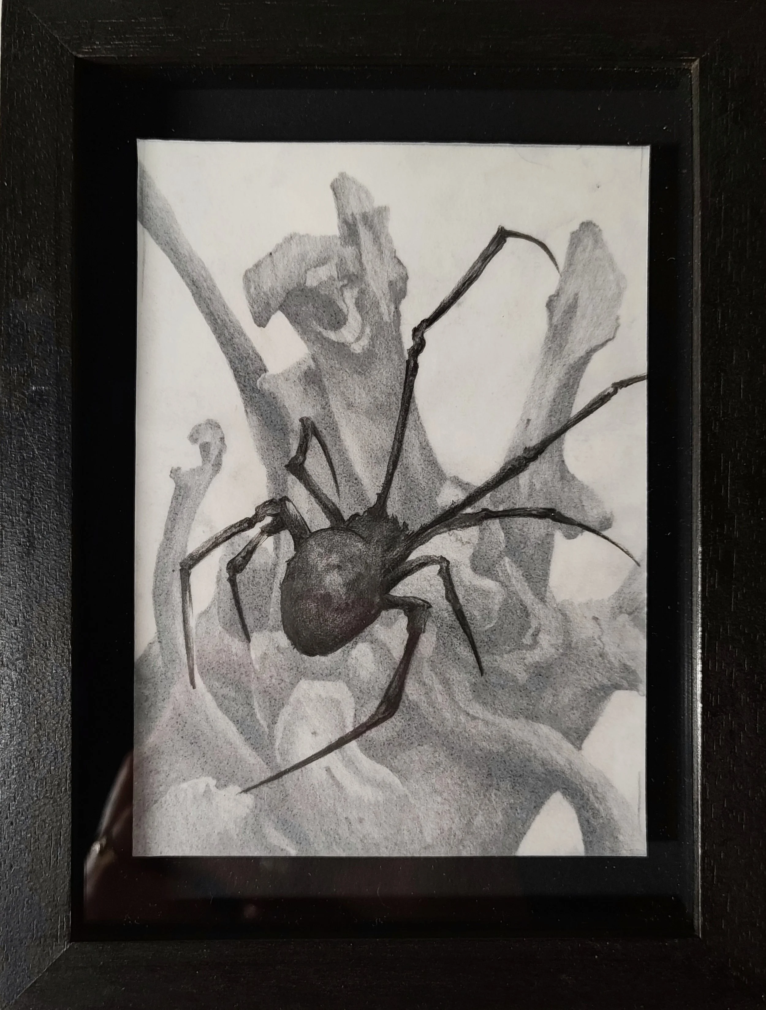 Spider Study IV.JPG
