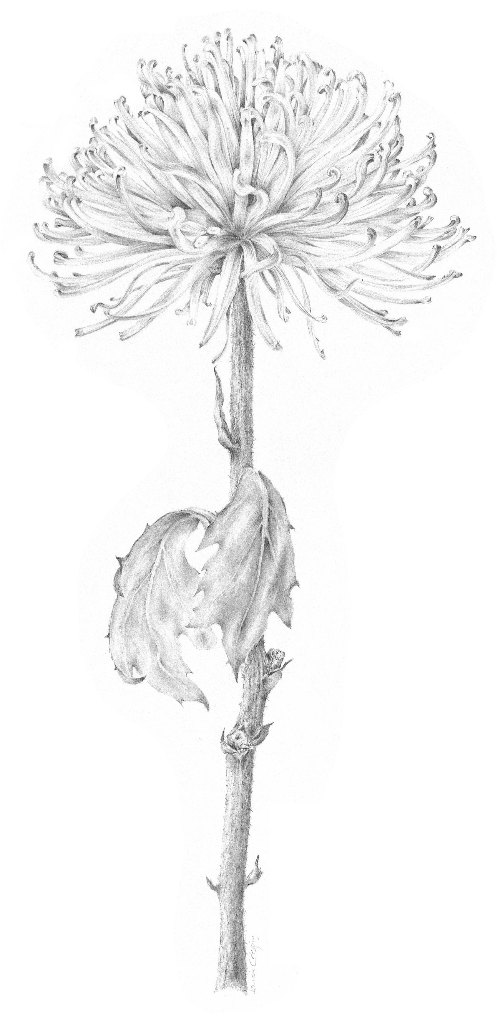 Louisa Crispin Chrysanthemum iii hr.jpg