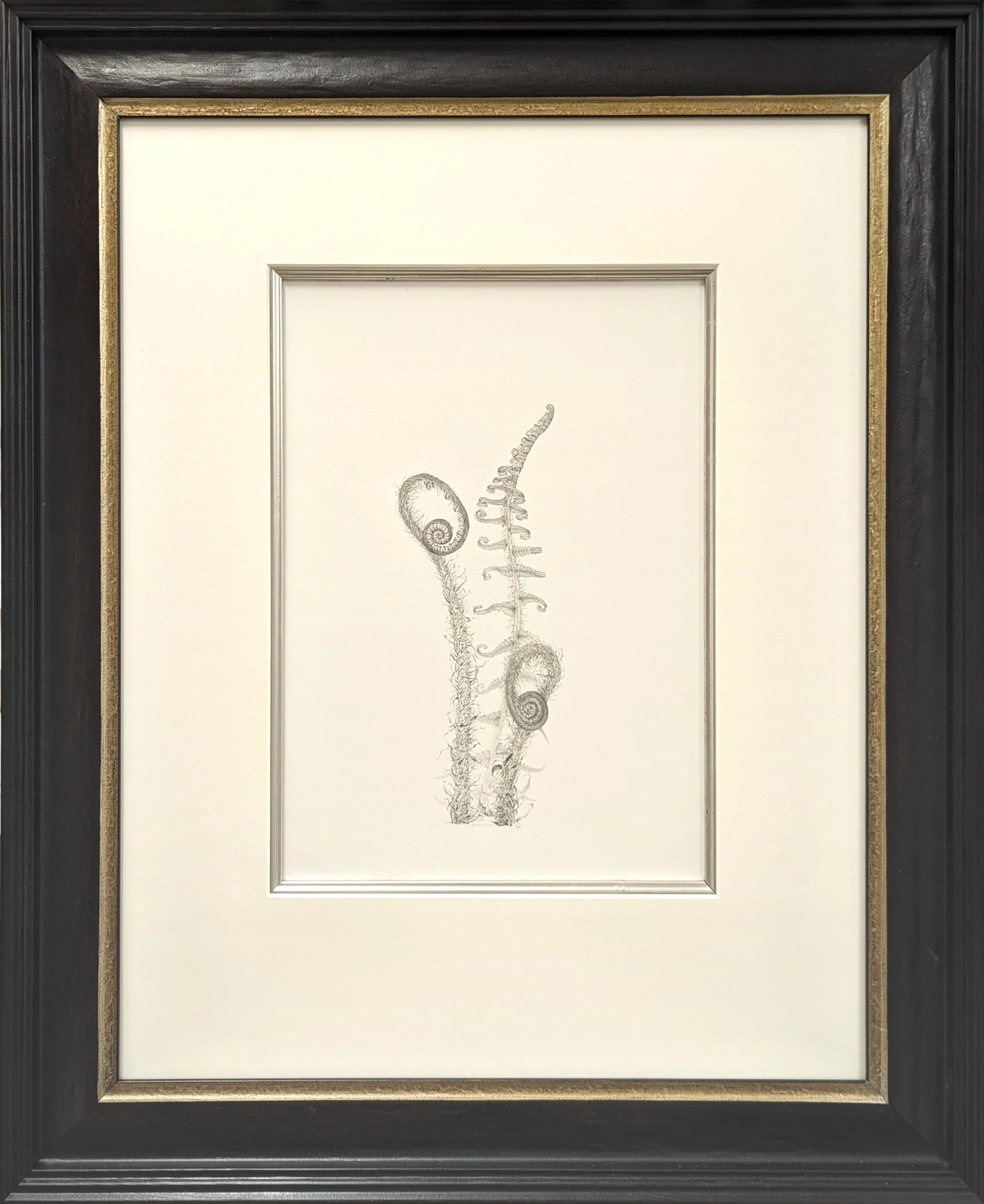 Louisa Crispin Fern iii framed.jpg