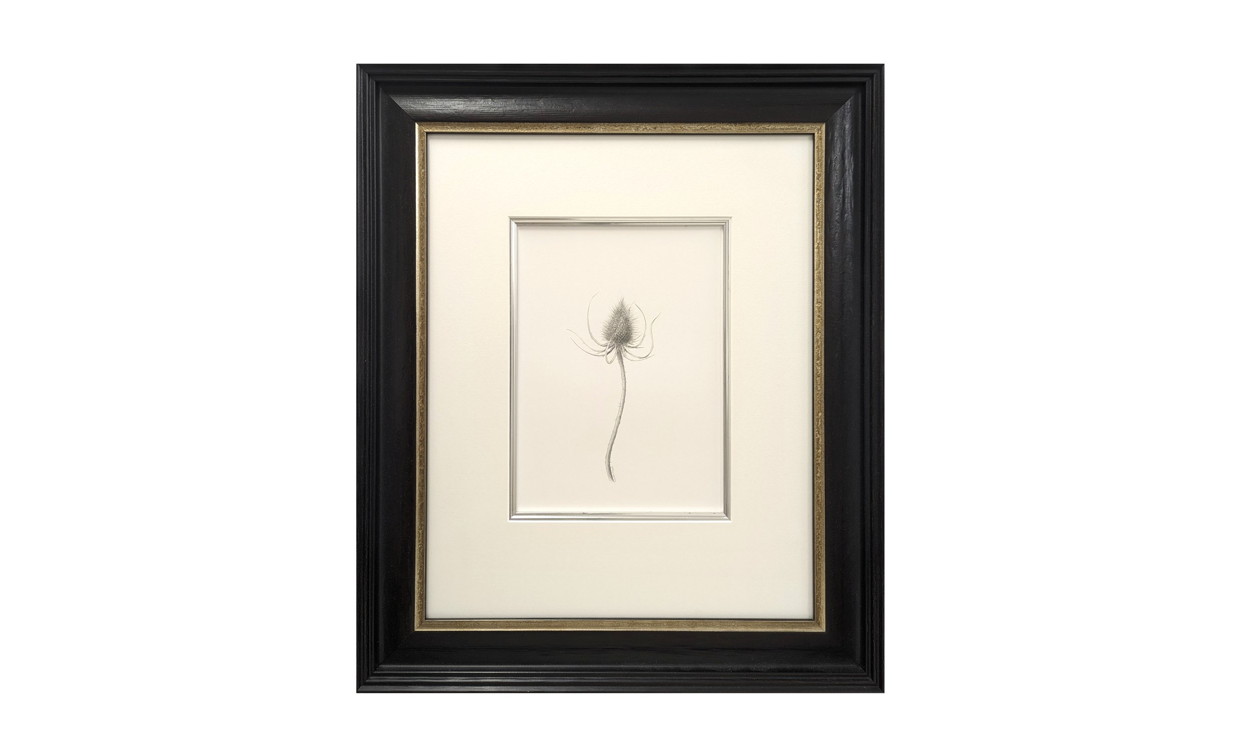 Louisa Crispin, Teasel iv
