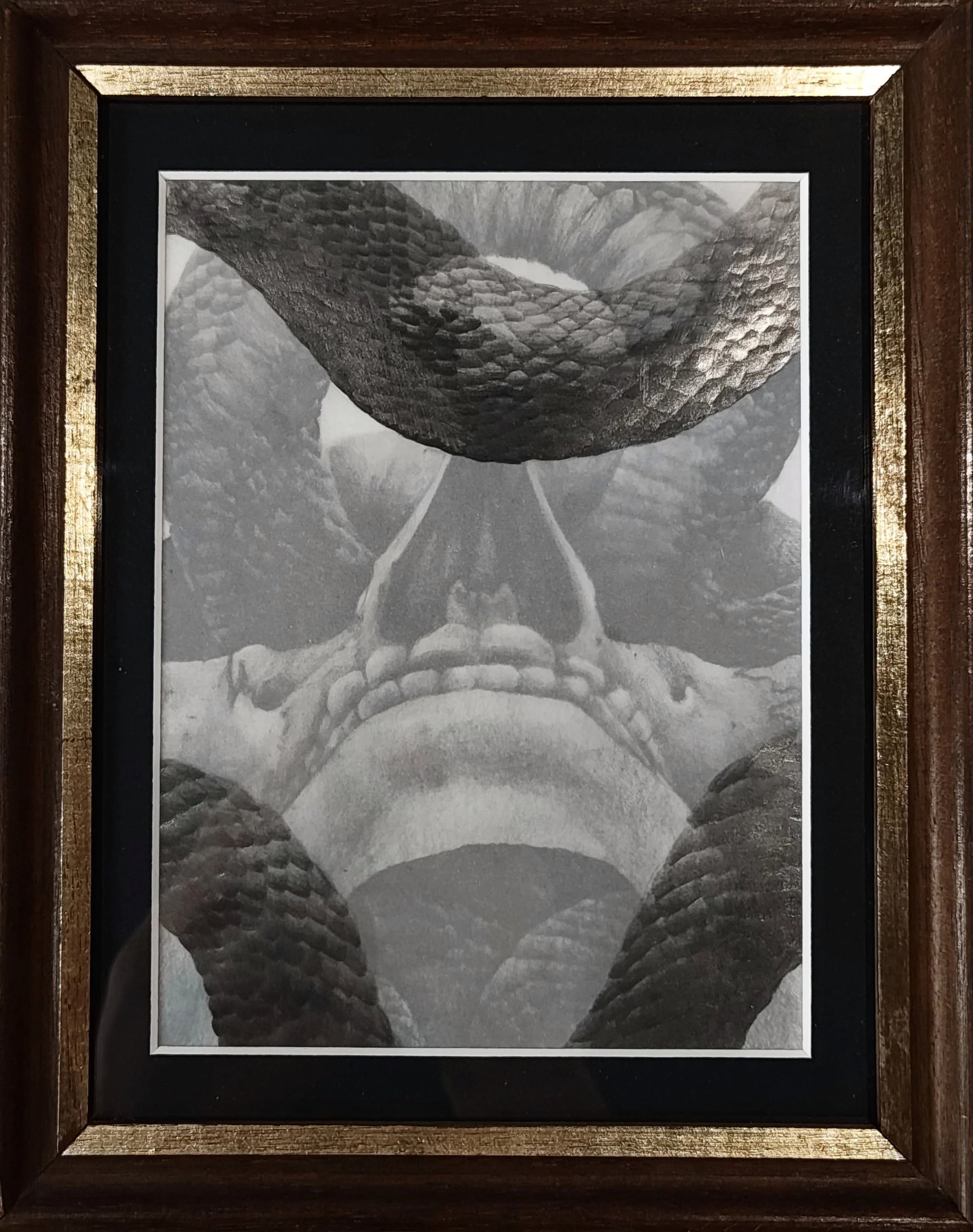 Skull Study XXVI.JPG