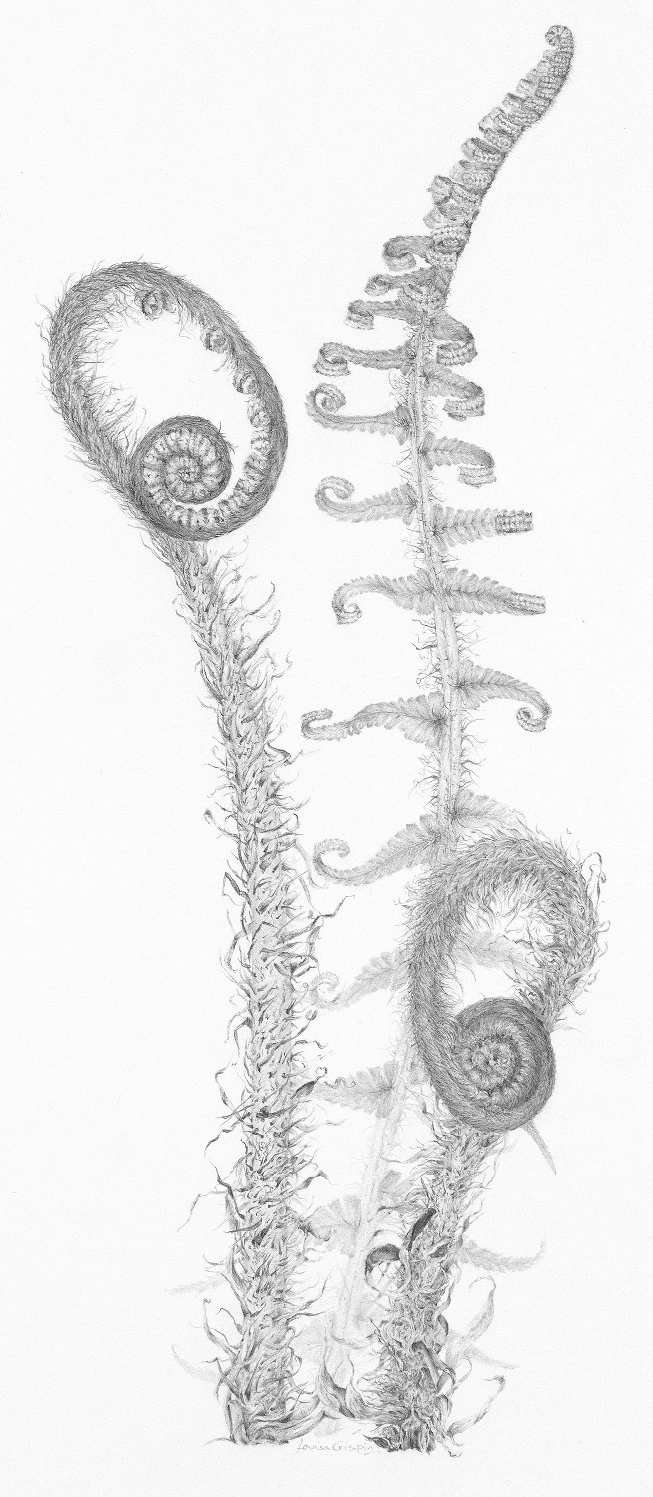 Fern iii.jpg