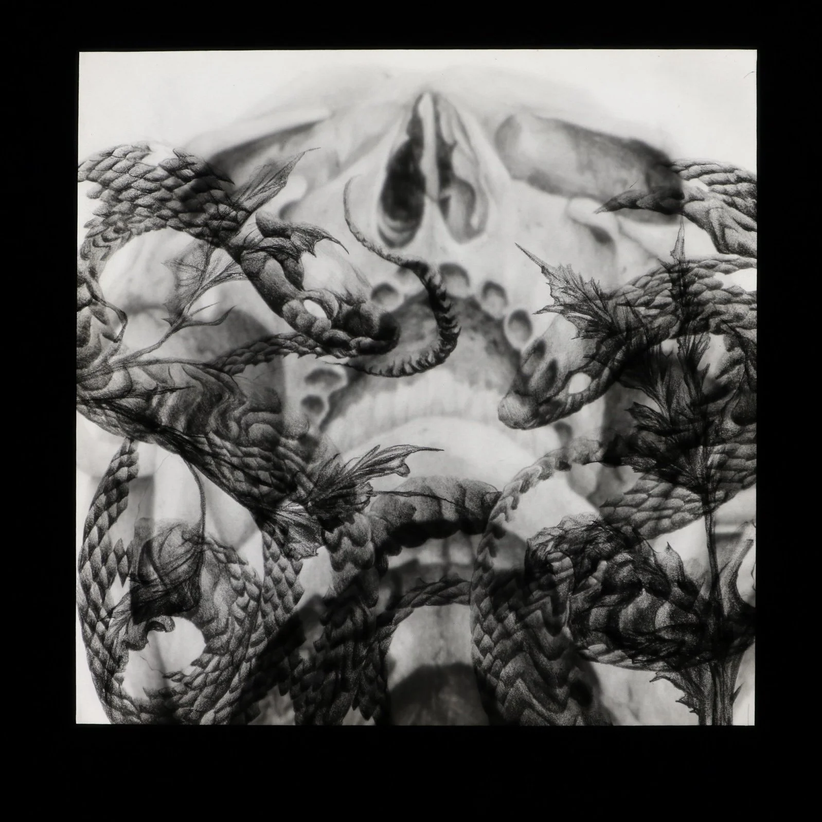 Skull Study VI.jpg