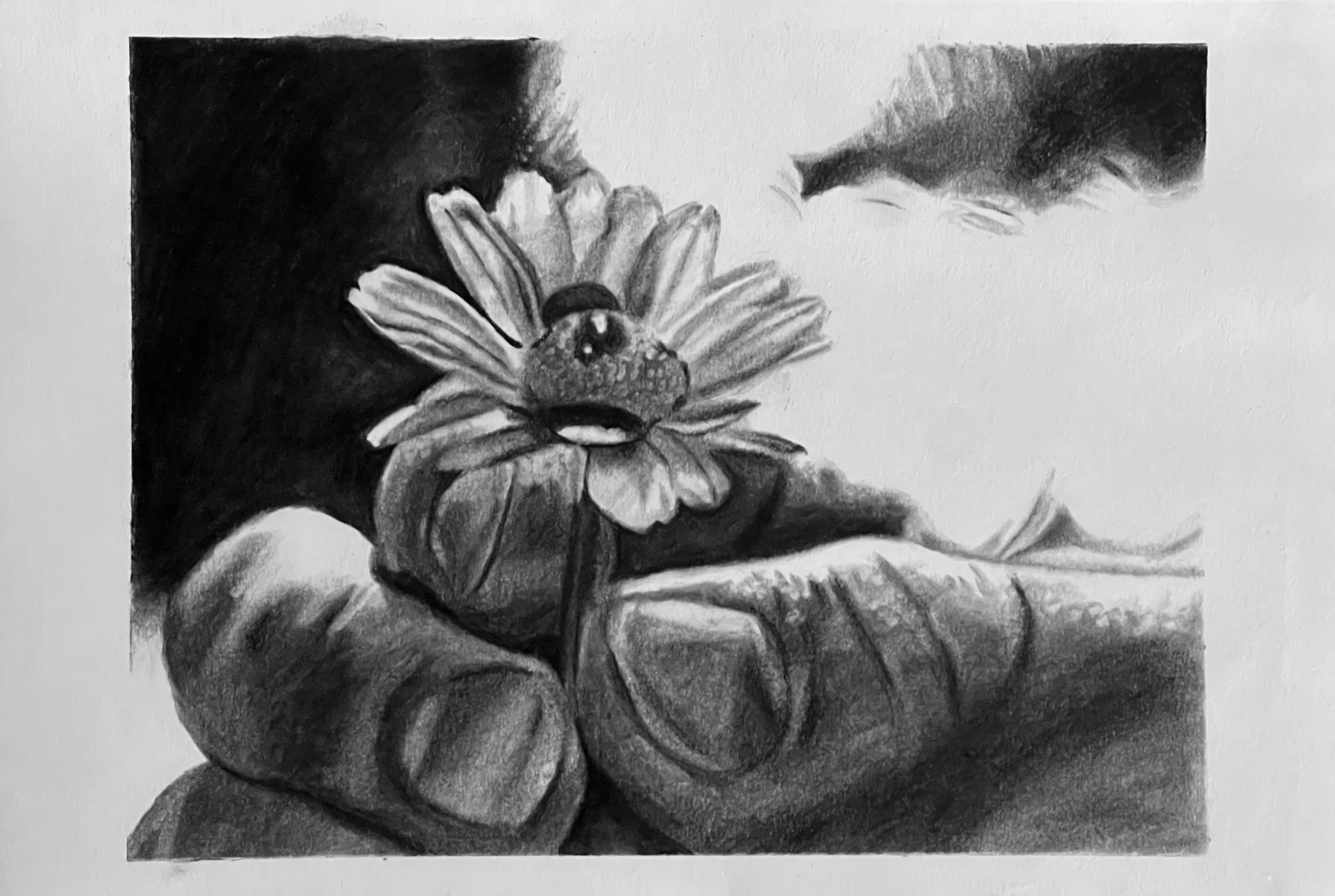 Melissa Magg - Red Daisy, carchoal on paper, 30x20cm, GBP250.jpg