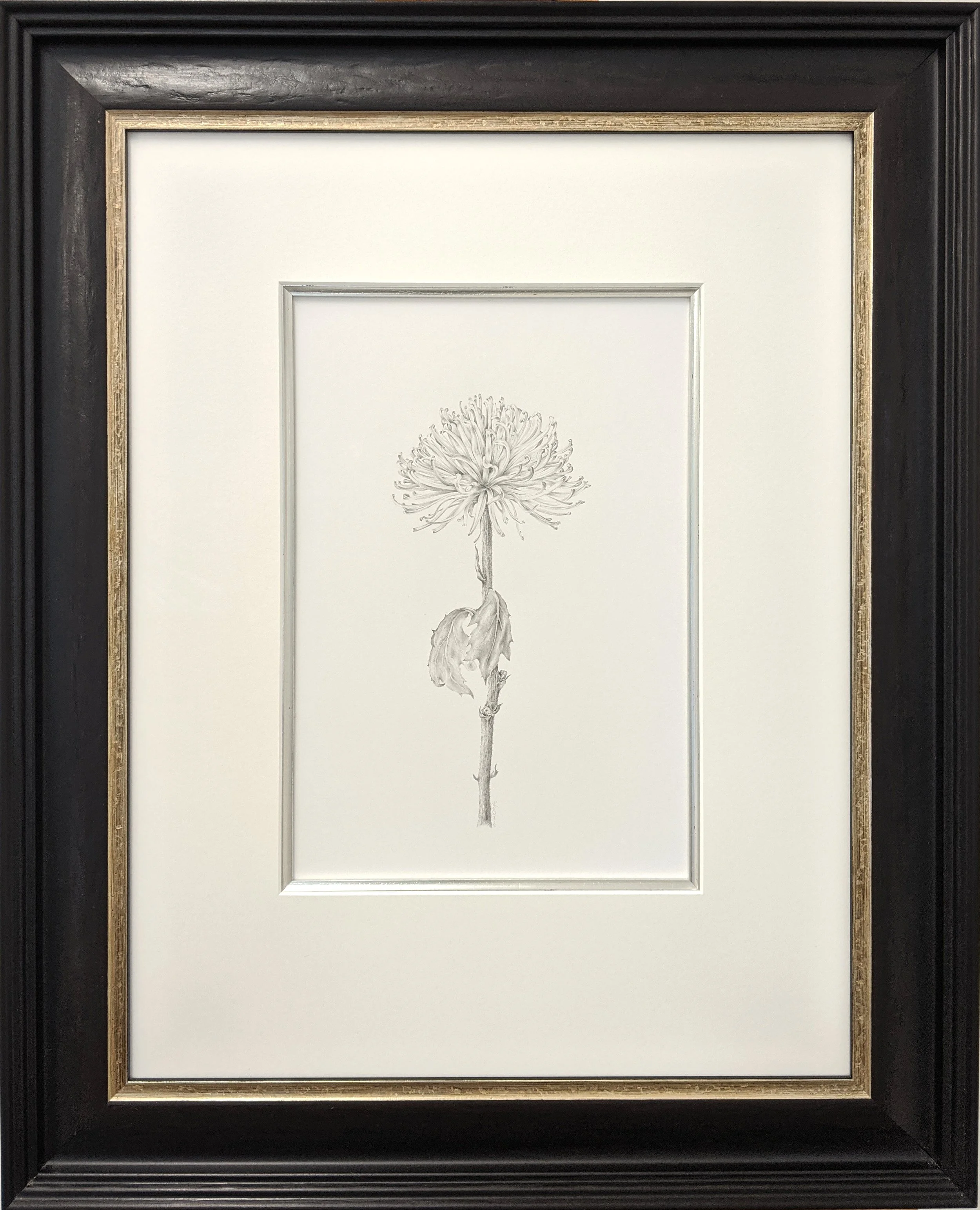 Louisa Crispin Chrysanthemum iii framed.jpg