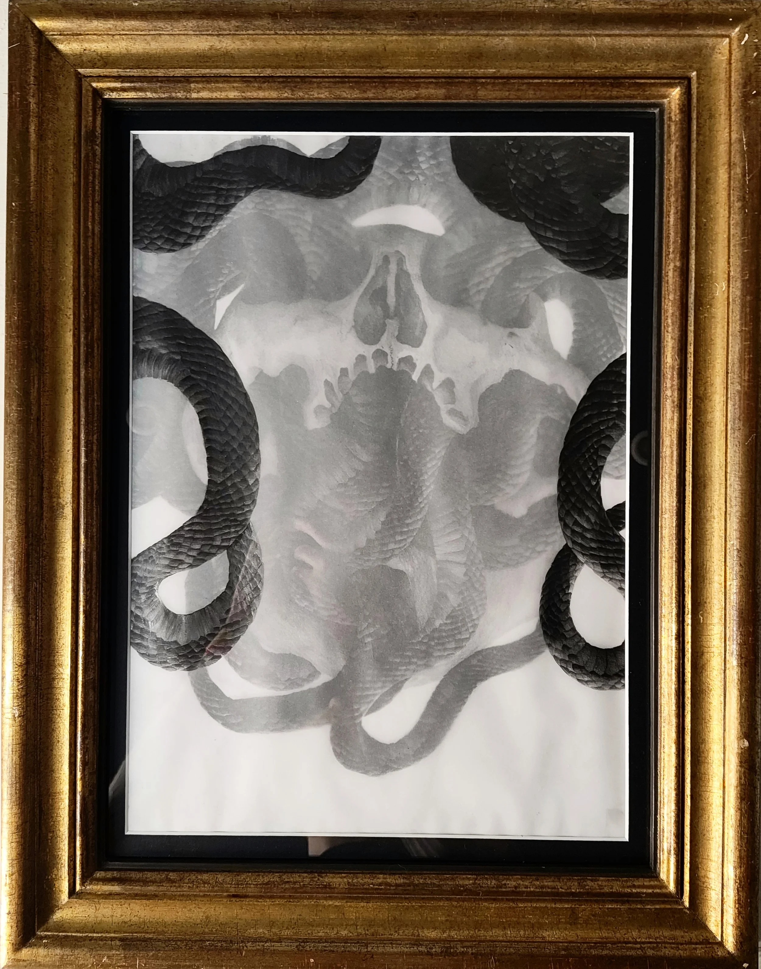 Skull Study XXIII.JPG