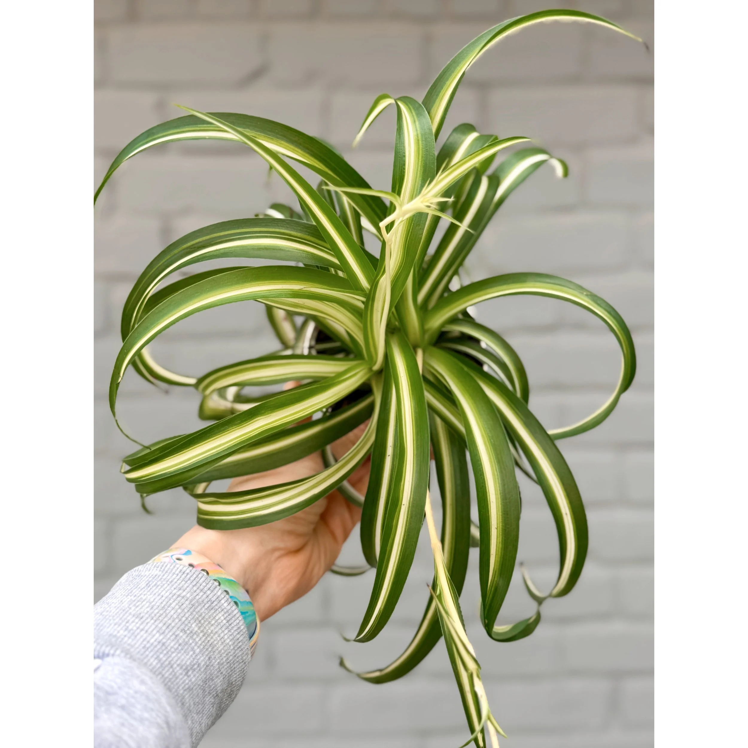 Variegated Curly Spider Plant 'Bonnie'