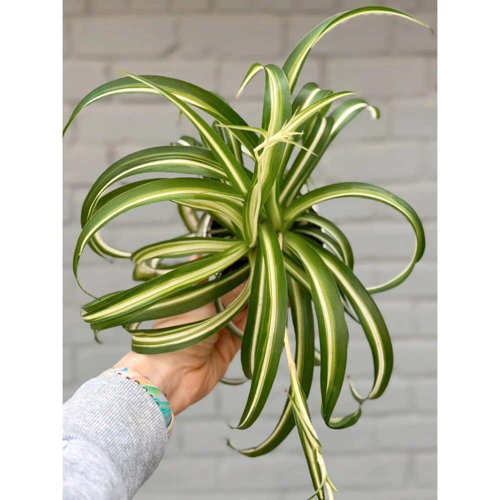Variegated Curly Spider Plant 'Bonnie' 4