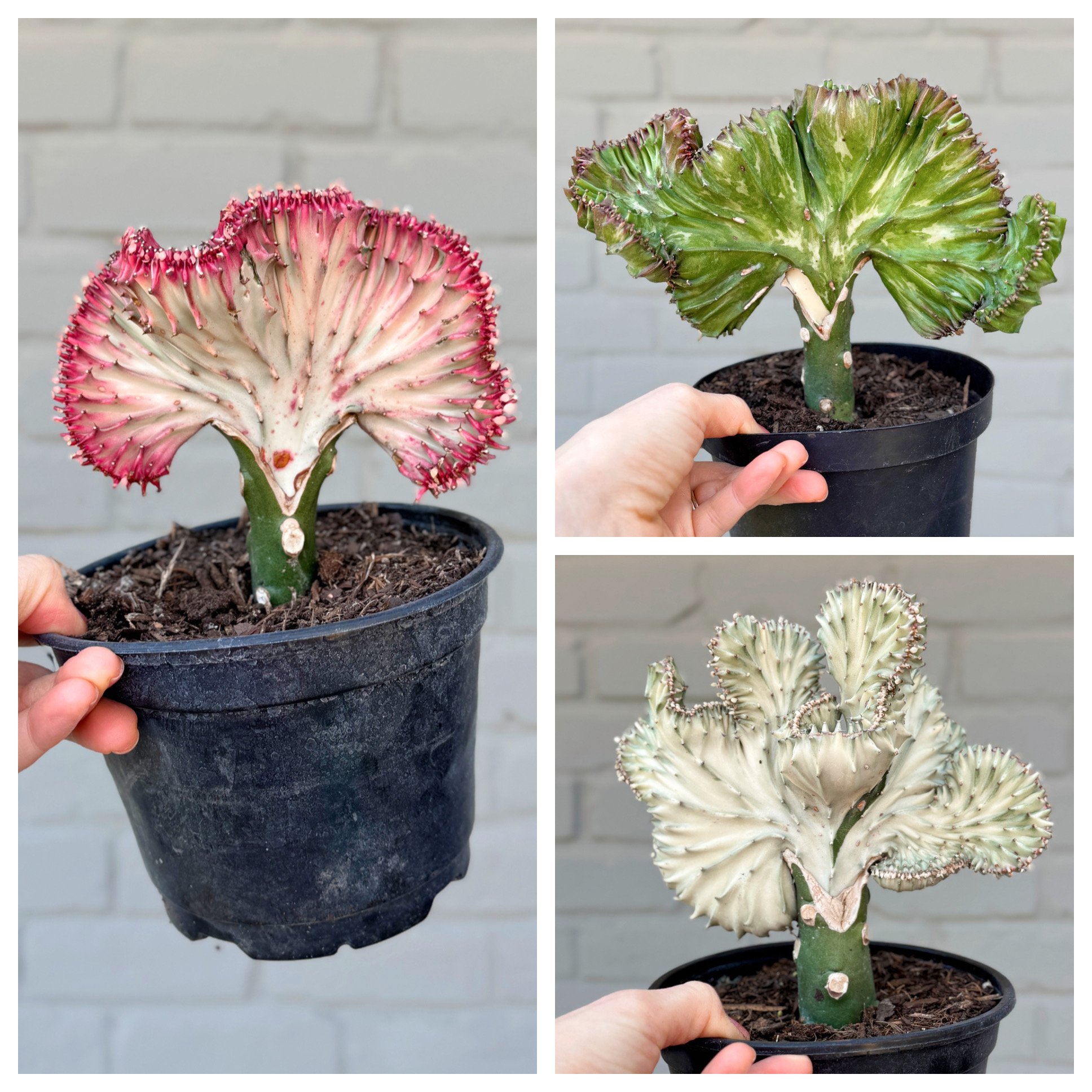 Grafted Coral Cactus 'Mermaid Tail' Assorted 6" (Pick your plant!)