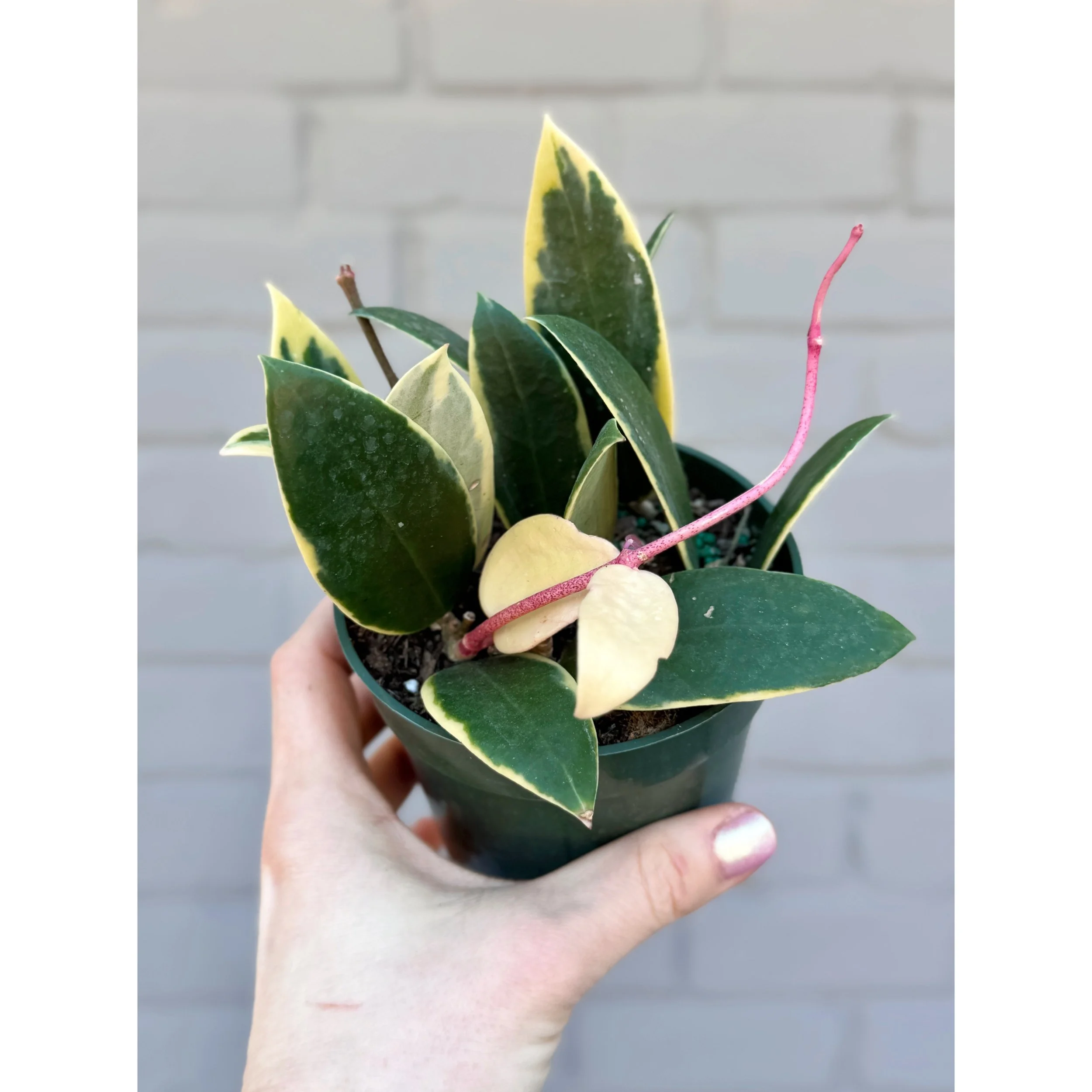 Hoya Acuta Albo (Outer Variegated)