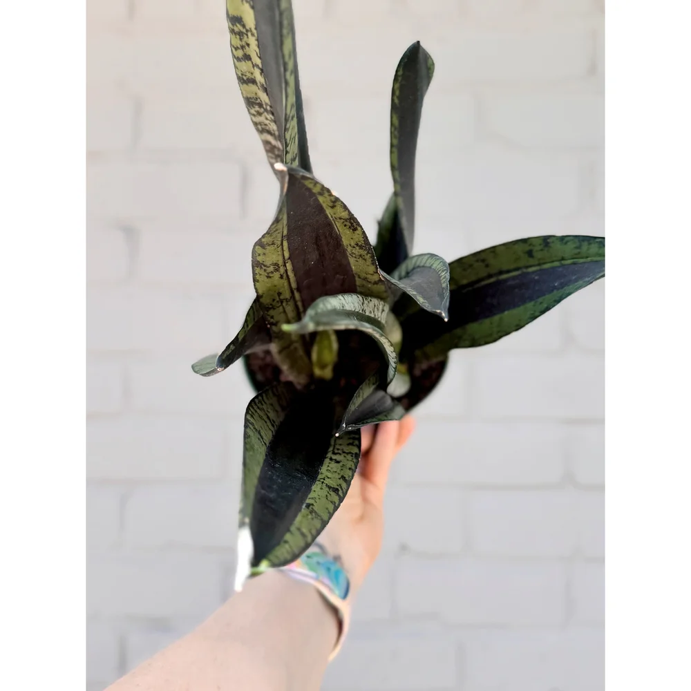 Sansevieria 'Silver Flame' 6