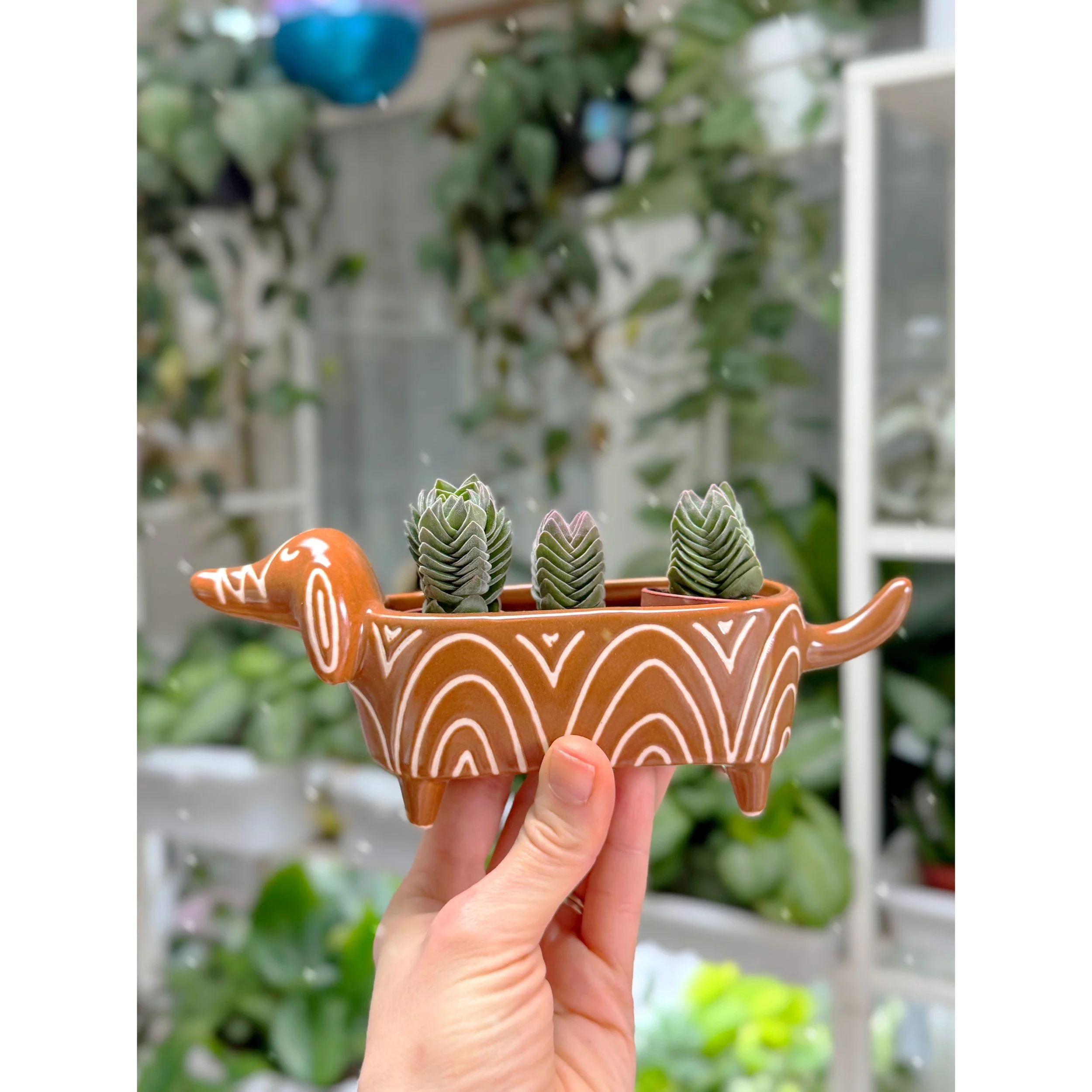 Crassula 'Buddha's Temple' in Weenie Dog Pot