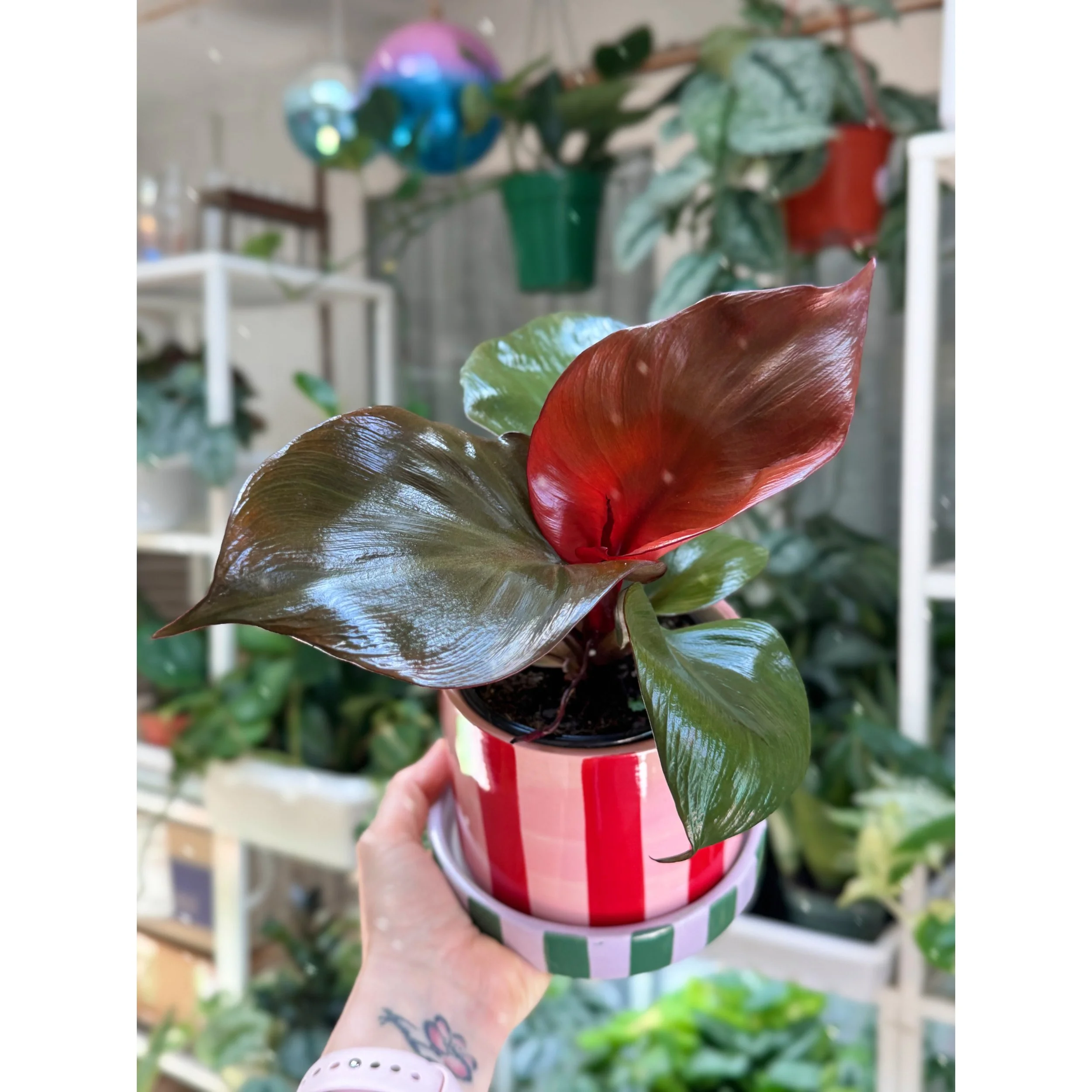 Philodendron 'Red Heart' in Joyelle Stripe Pot