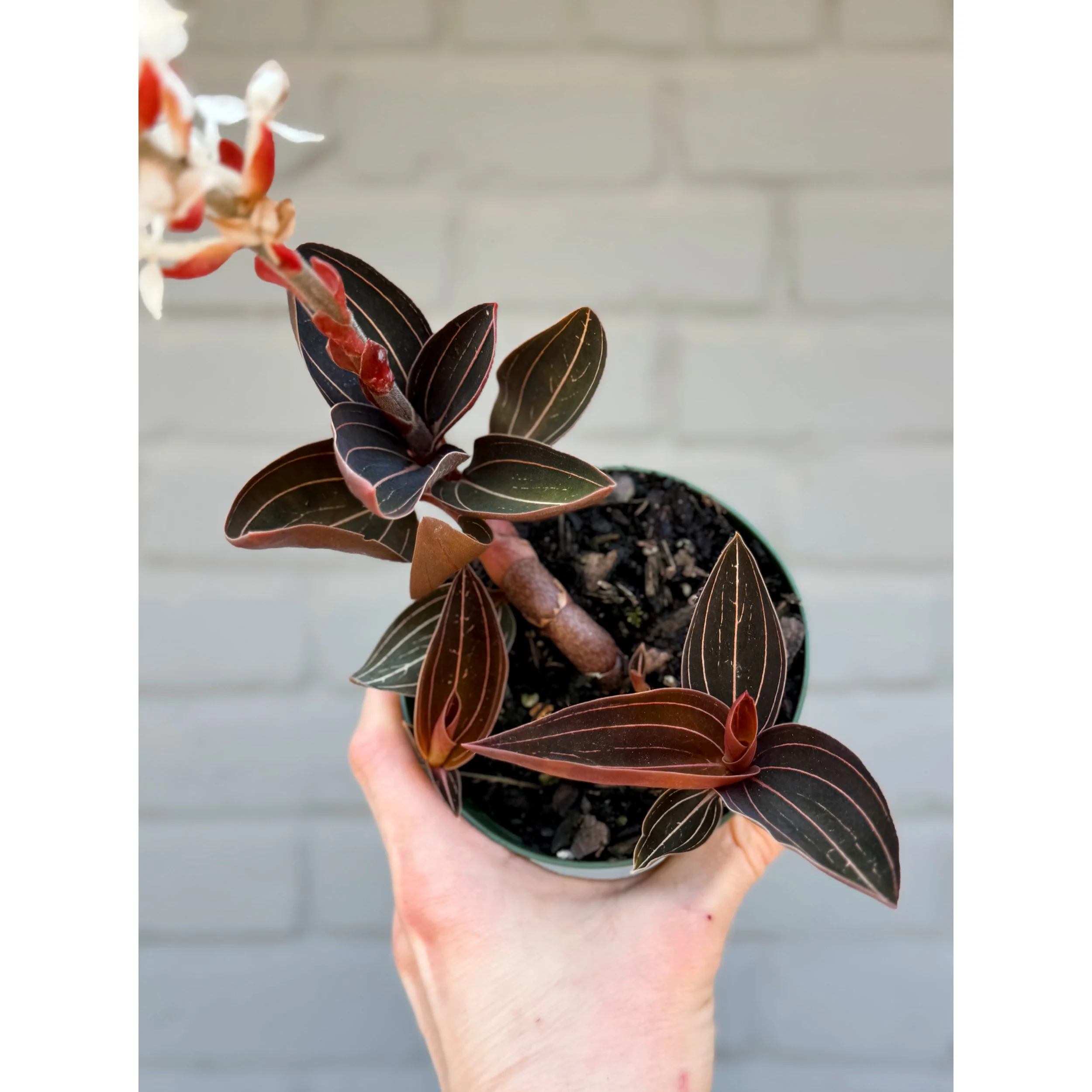 Ludisia Discolor 'Jewel Orchid'