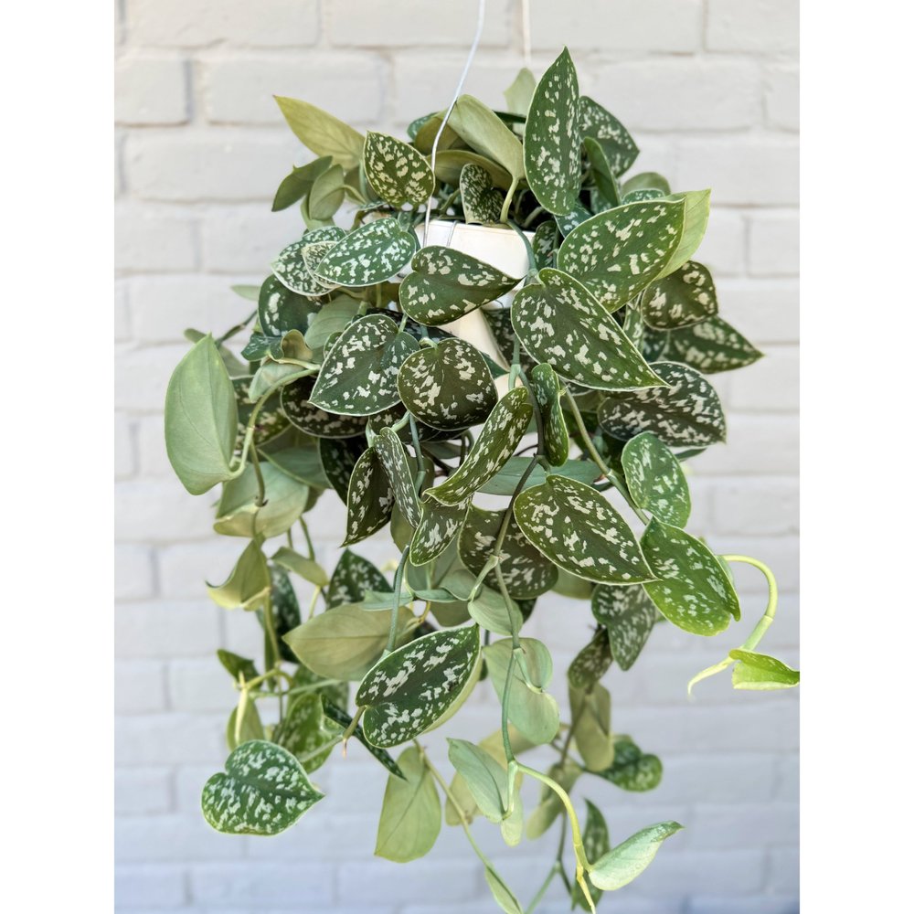 philodendron topf Philodendron 'Painted Lady' main image 0