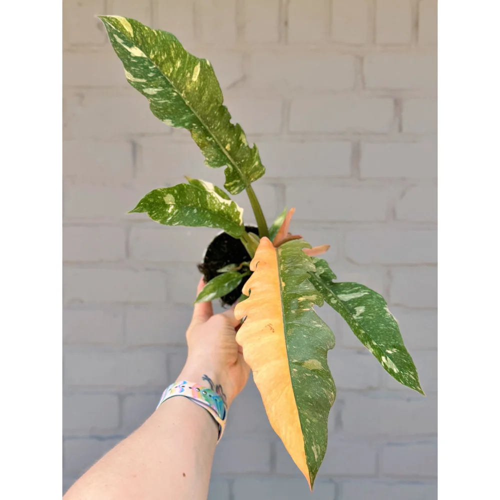 Philodendron 'Ring of Fire' 4"  Stayin' Alive Succulents