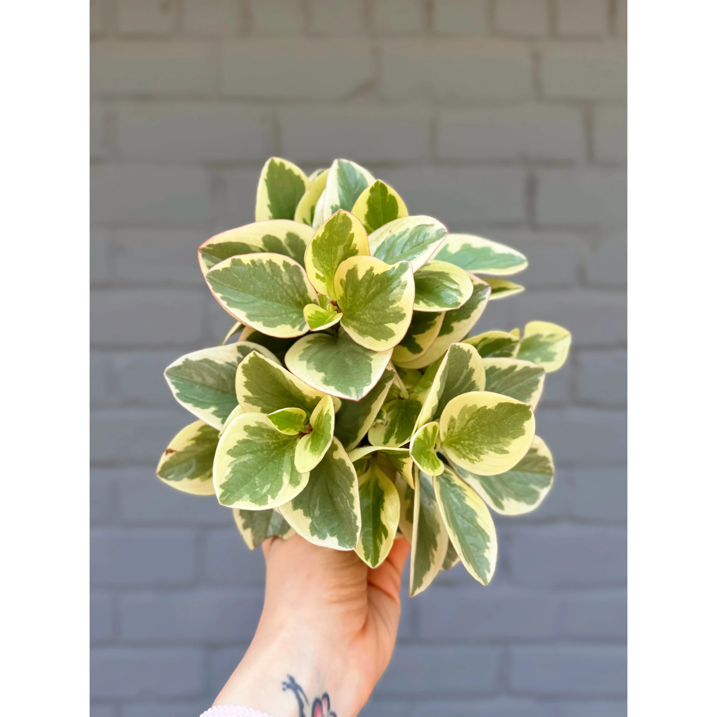 Peperomia Obtusifolia Variegata 'Baby Rubber Plant' 4"