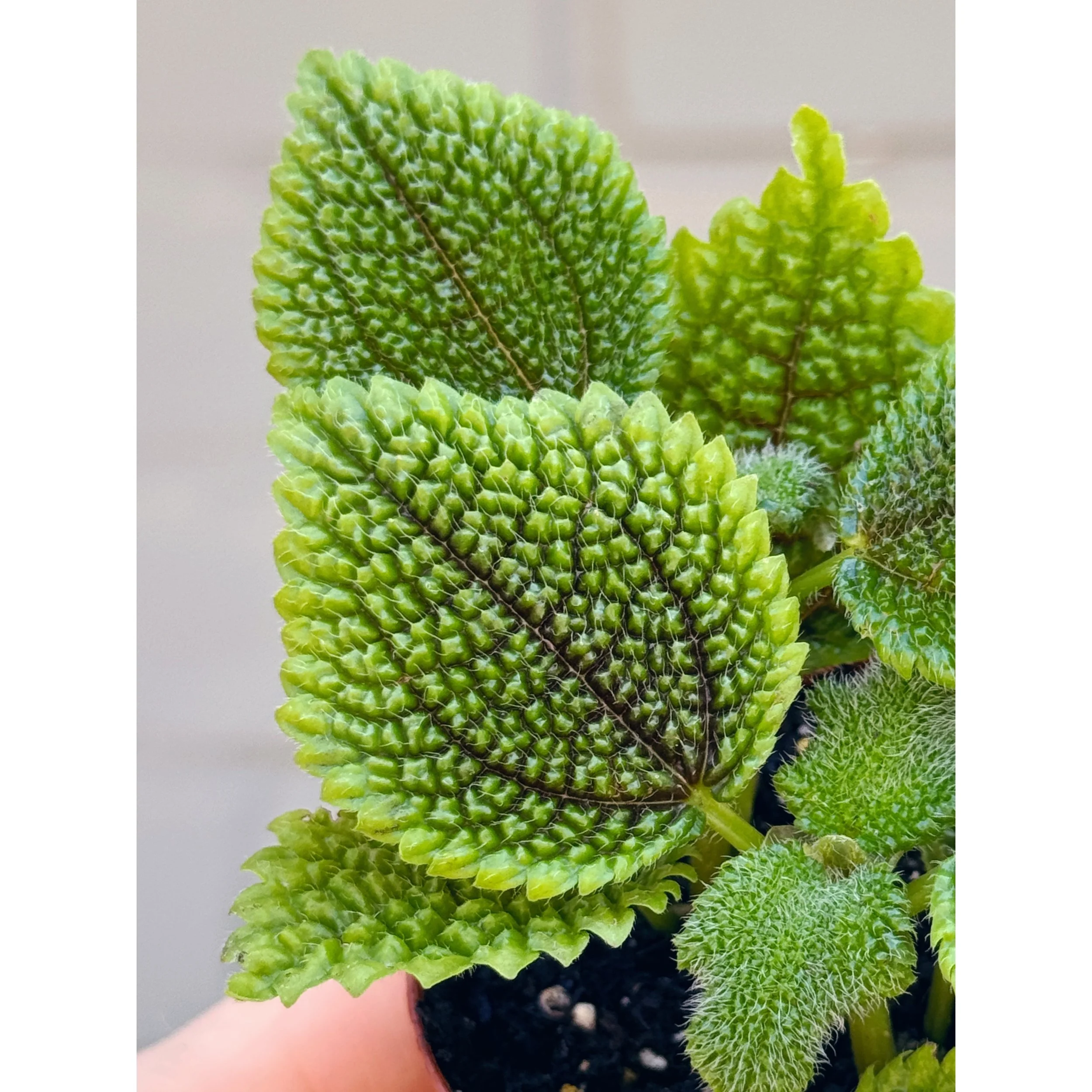 Pilea Mollis 'Moon Valley'