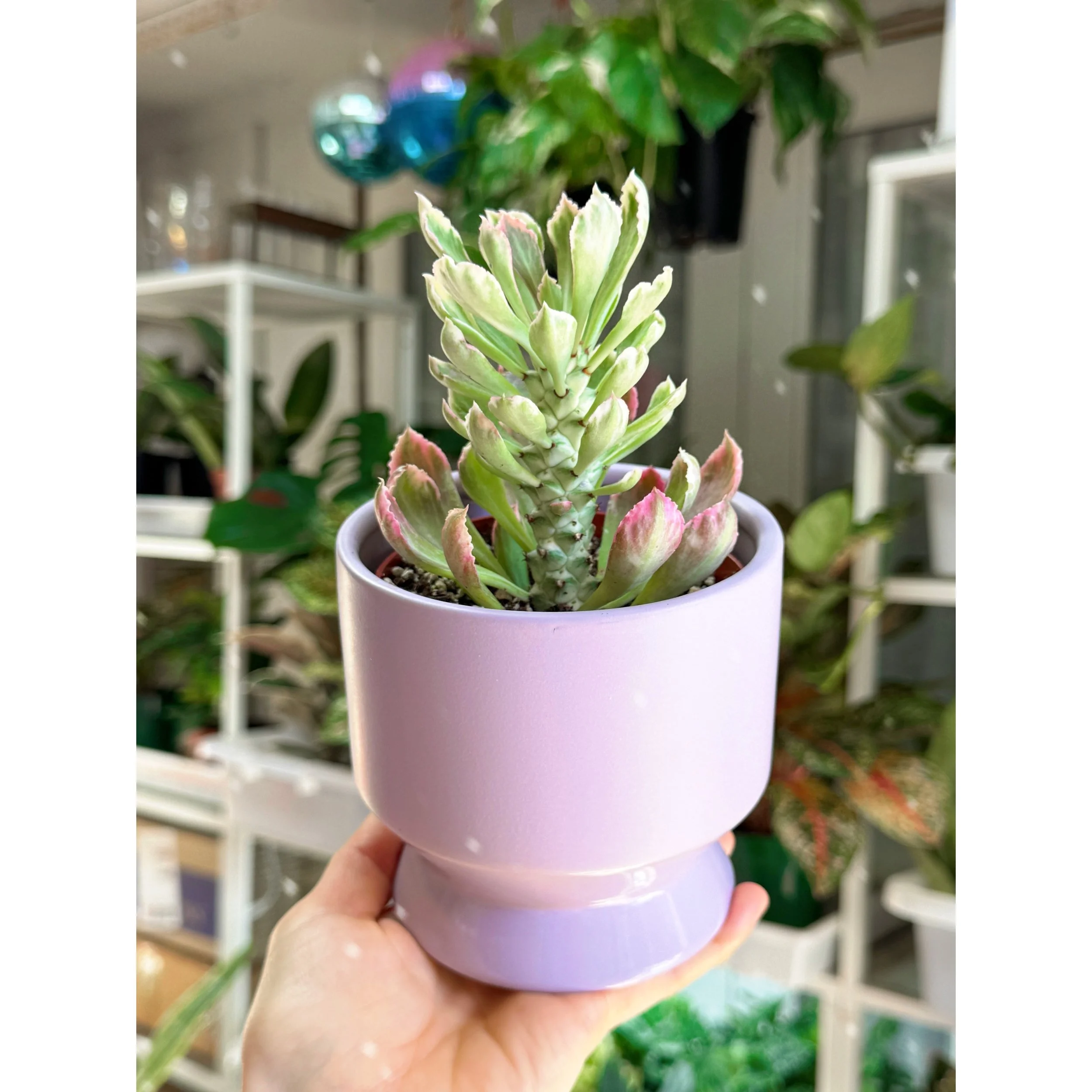 Euphorbia Variegated 'Ritchiei' in Lilac Pasadena Pot