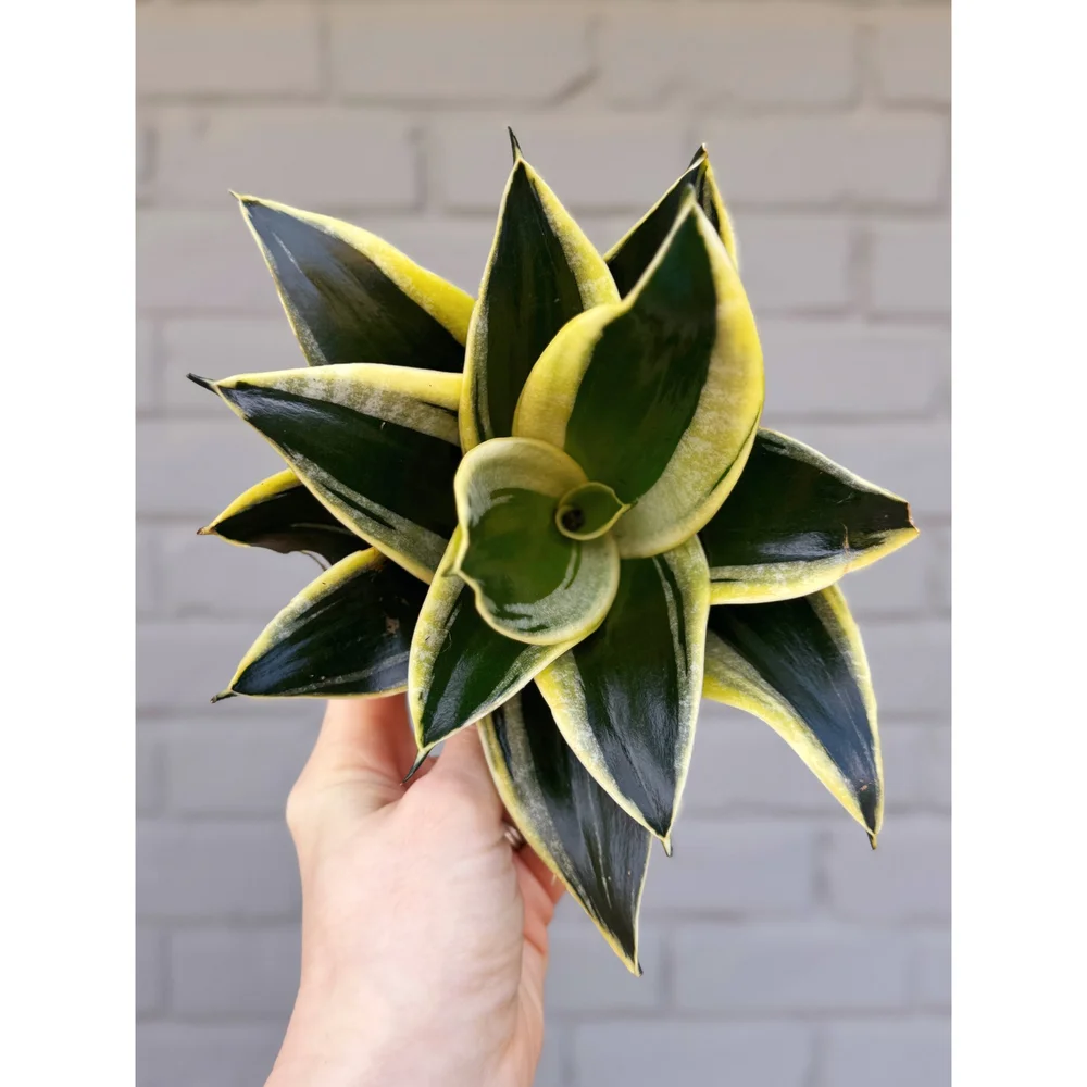 Sansevieria Trifasciata 'Lotus Hahnii'  Stayin' Alive Succulents