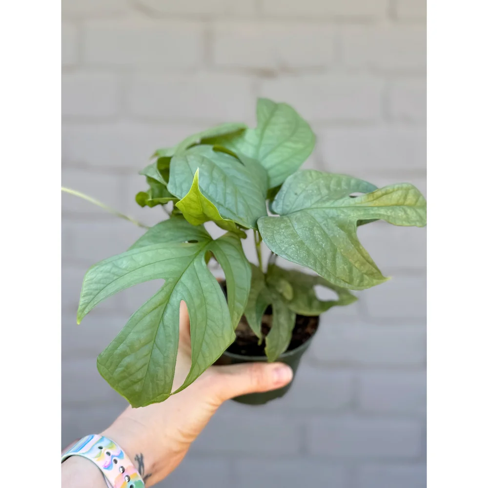 croton petra plant Petra Croton main image 1