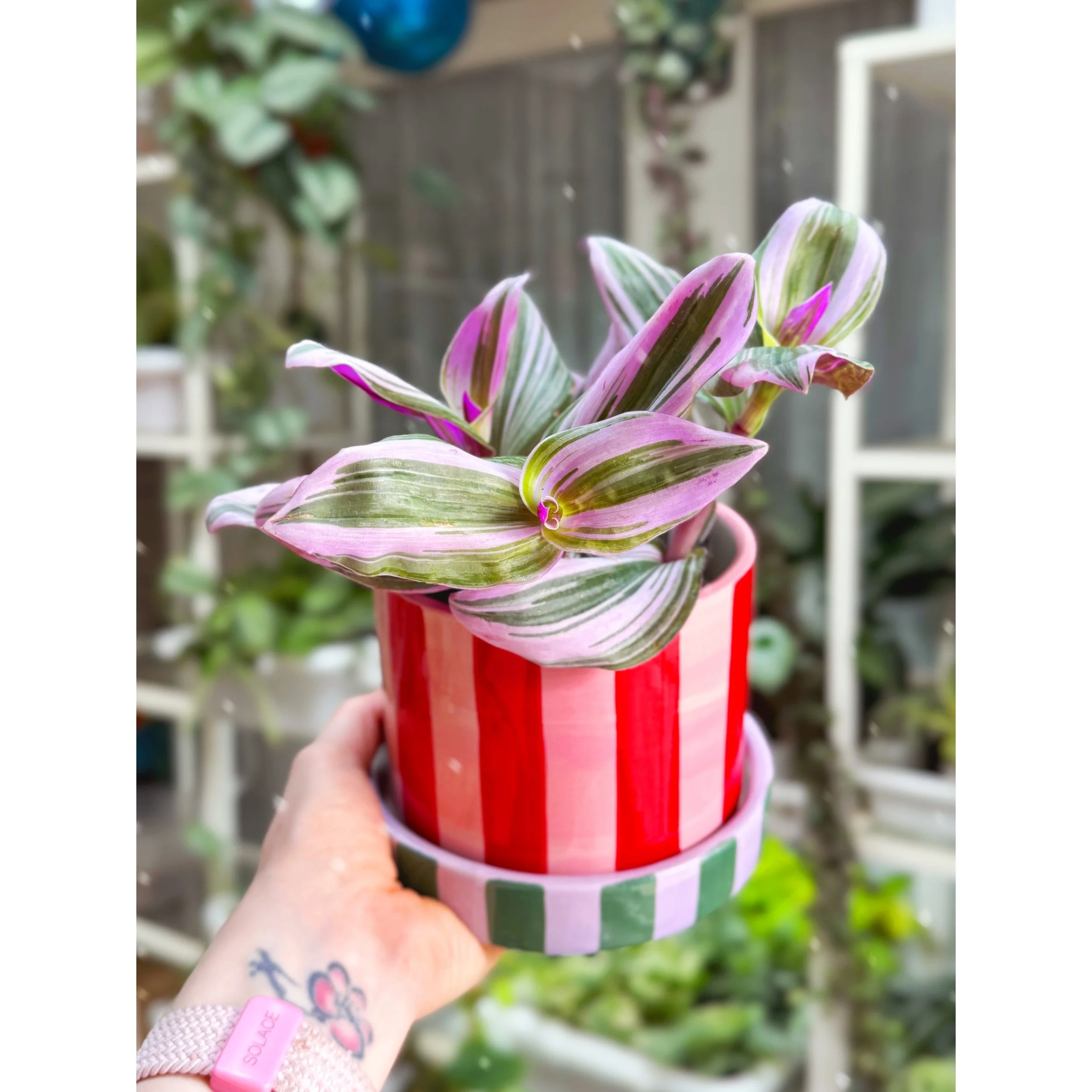 Joyelle Multi Color Stripe Pot with Saucer with Tradescantia Nanouk
